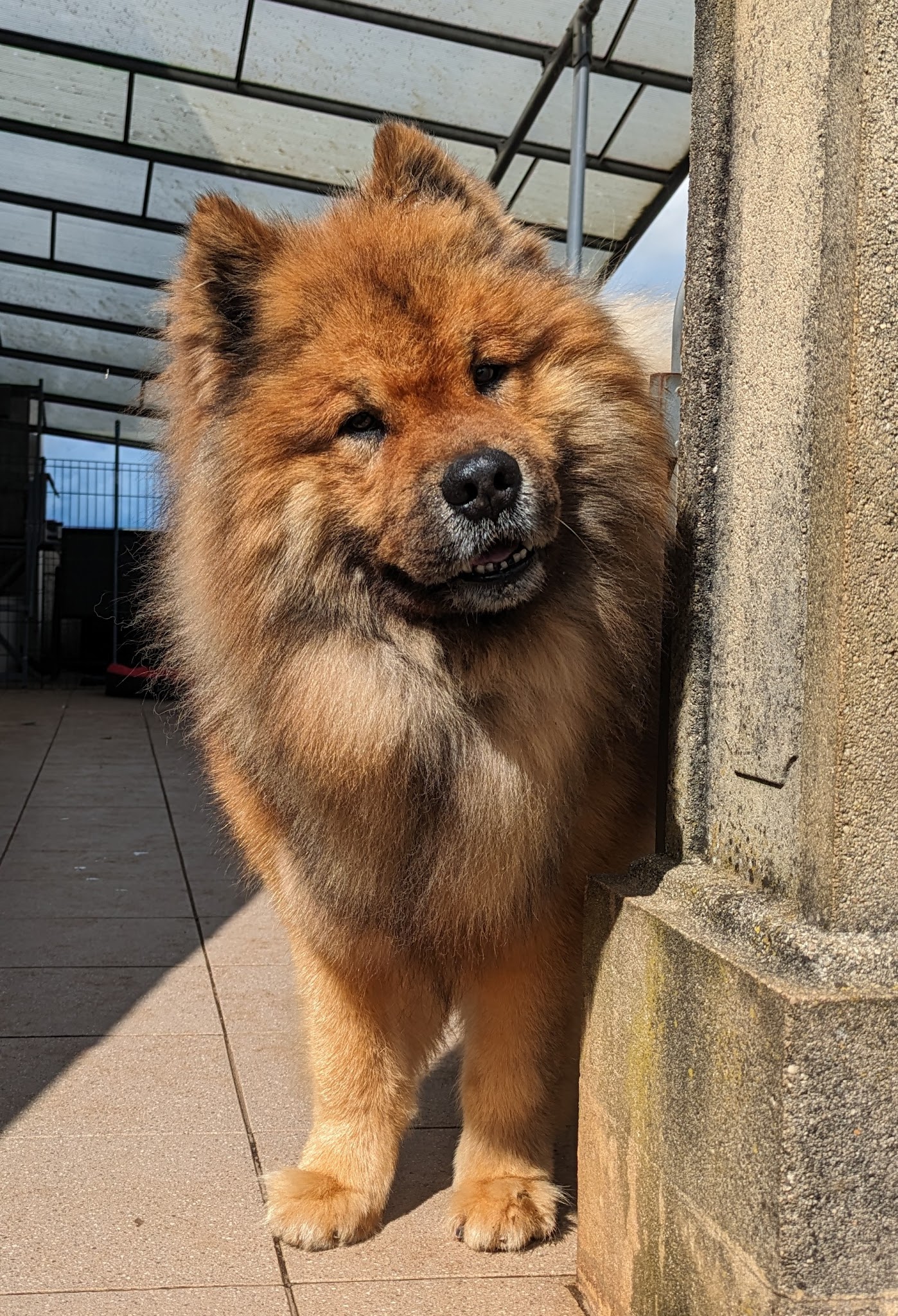 Dog Happy Pension canine