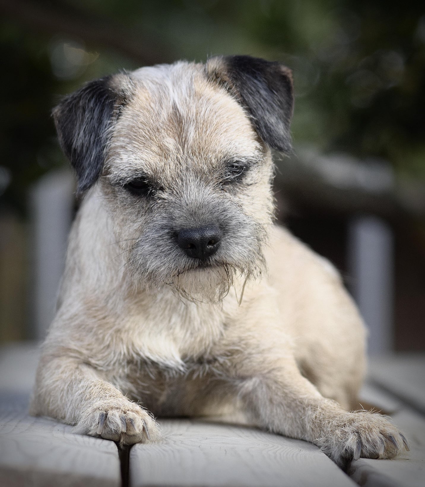 Dog Happy Pension canine — photo