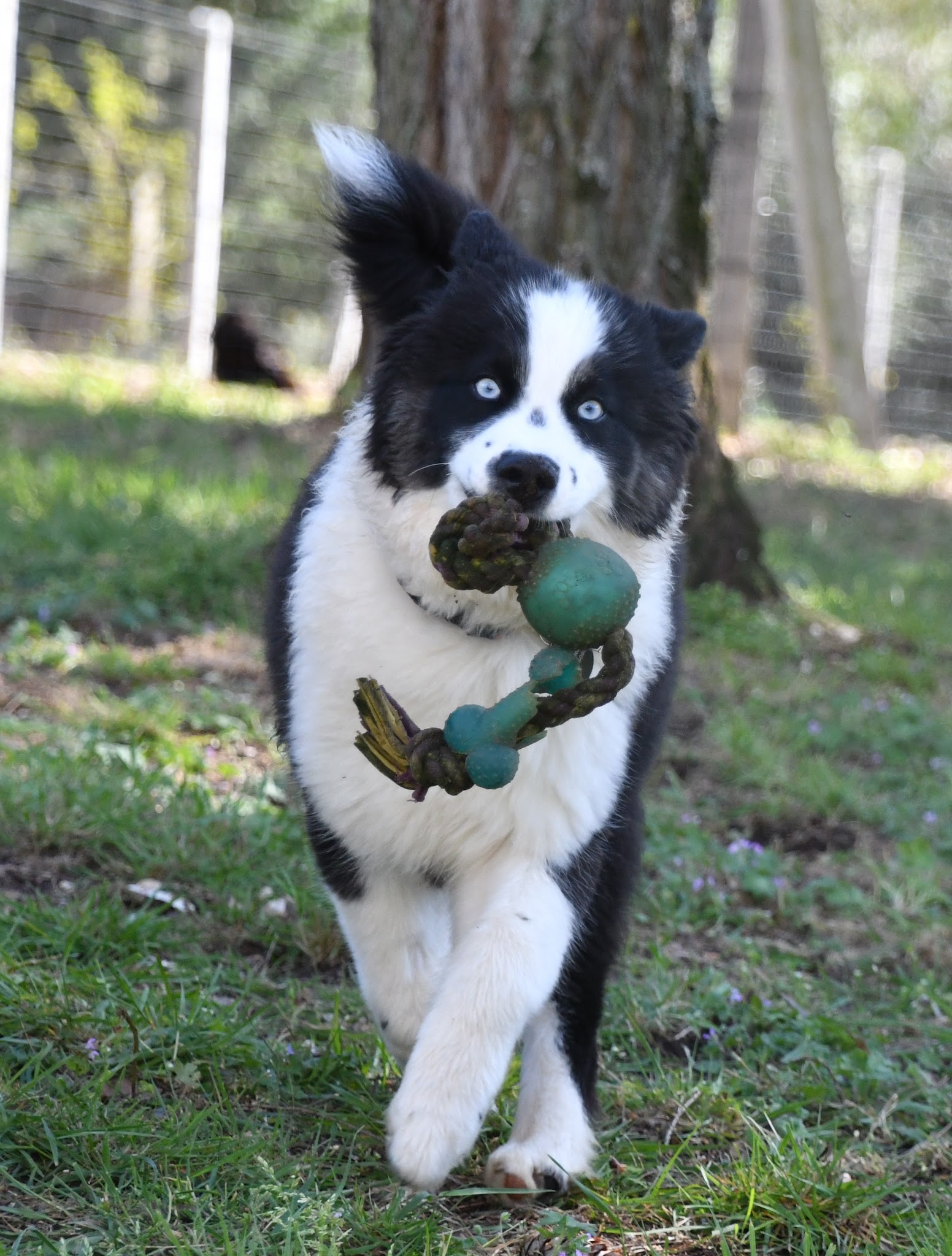 Dog Happy Pension canine — photo
