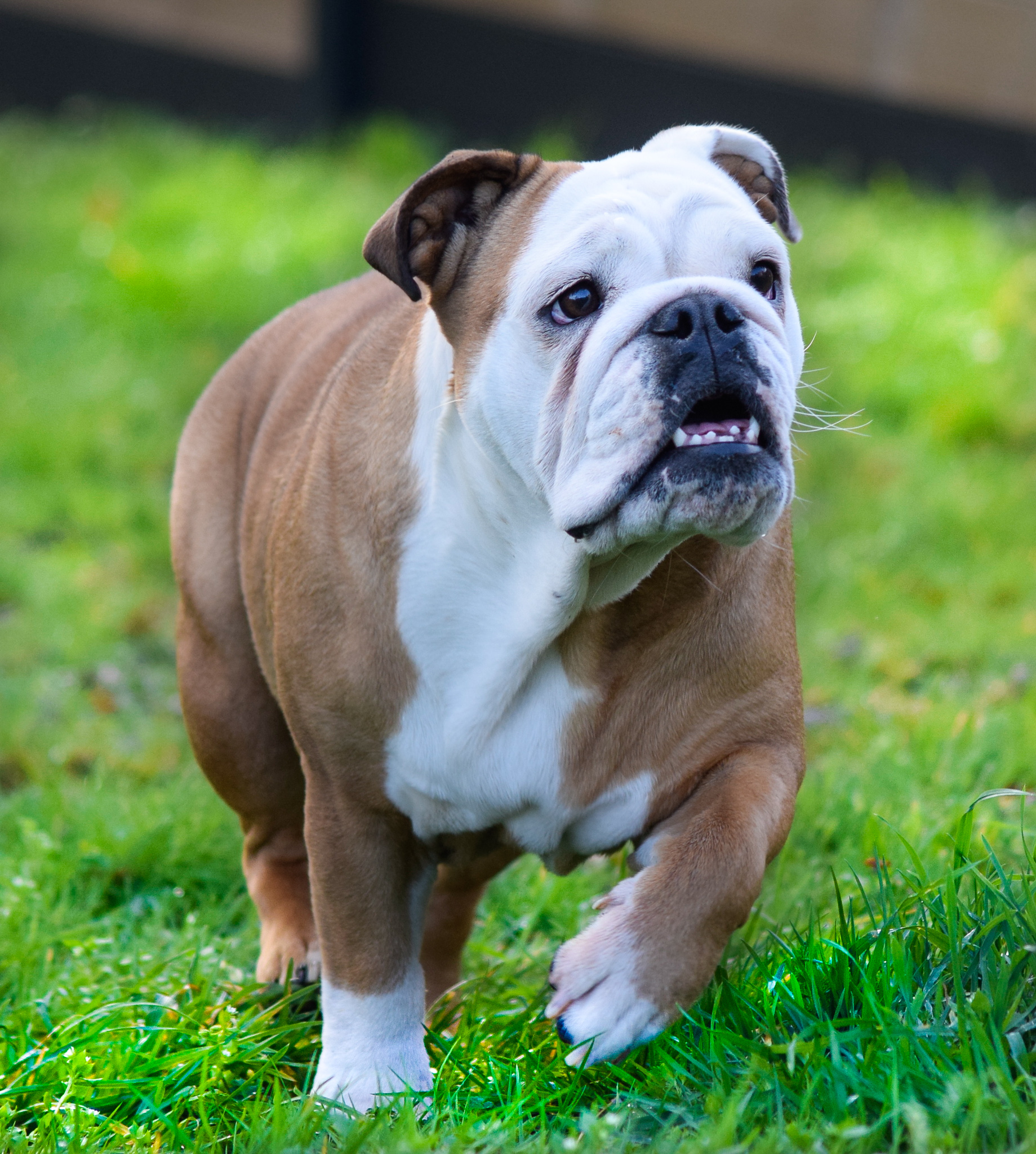 Dog Happy Pension canine — photo