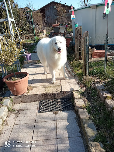 Pension Canine et Féline | SARL L'os en bois