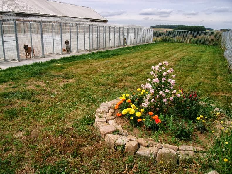 Pension Canine et Féline | SARL L'os en bois — photo
