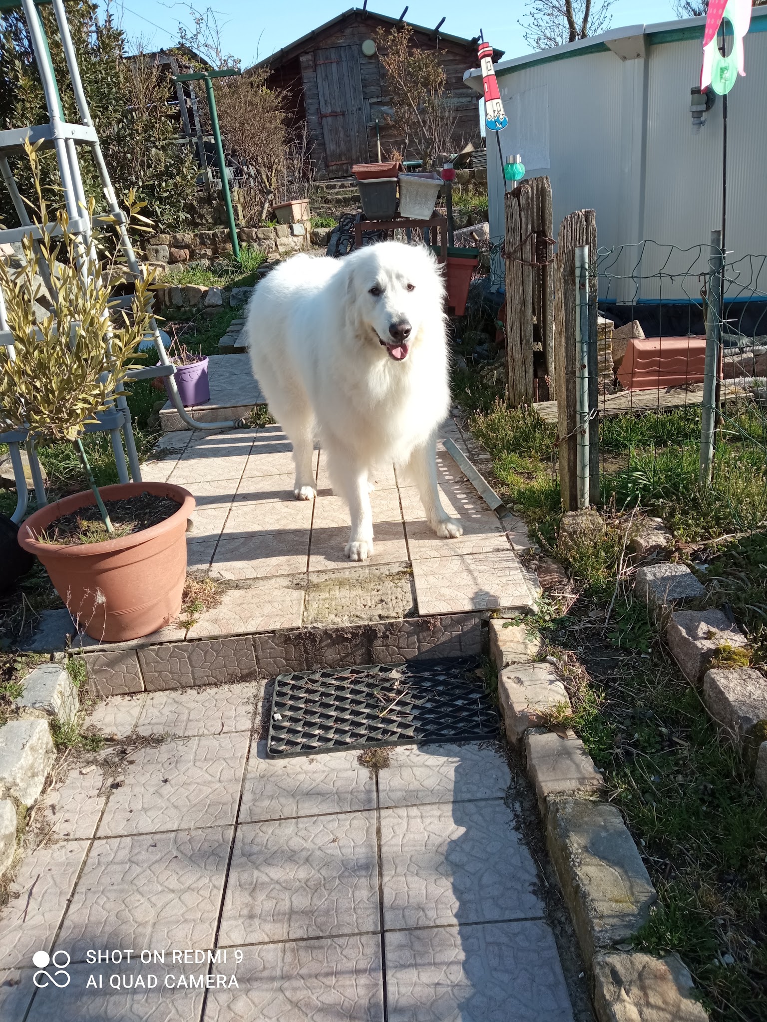 Pension Canine et Féline | SARL L'os en bois — photo
