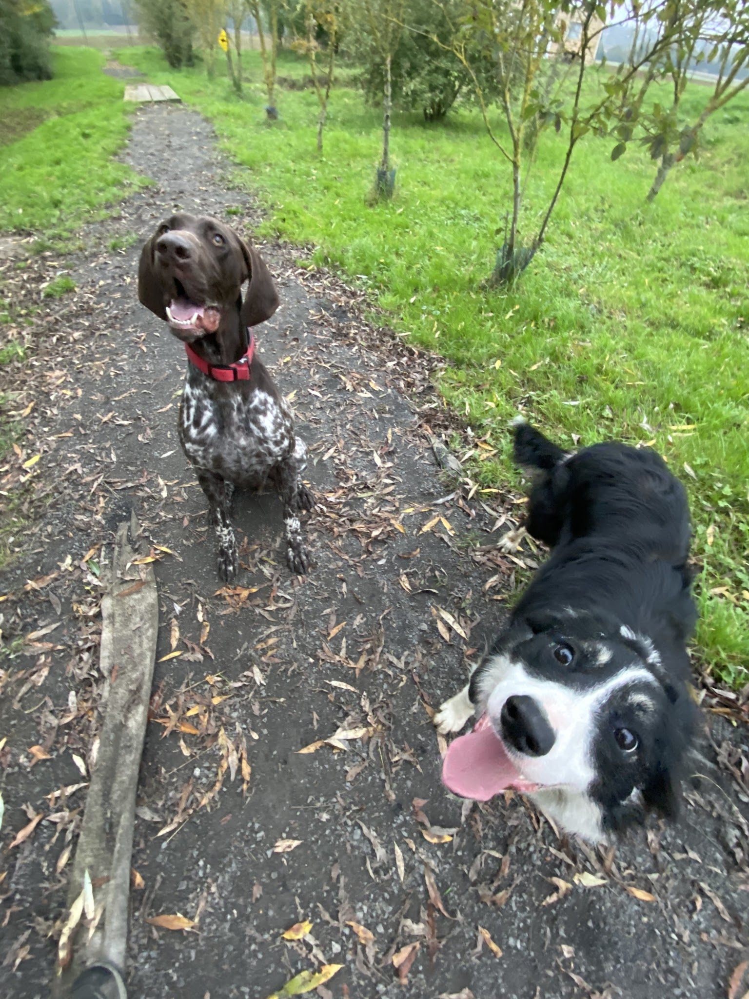 Pension Canine et Féline | SARL L'os en bois — photo