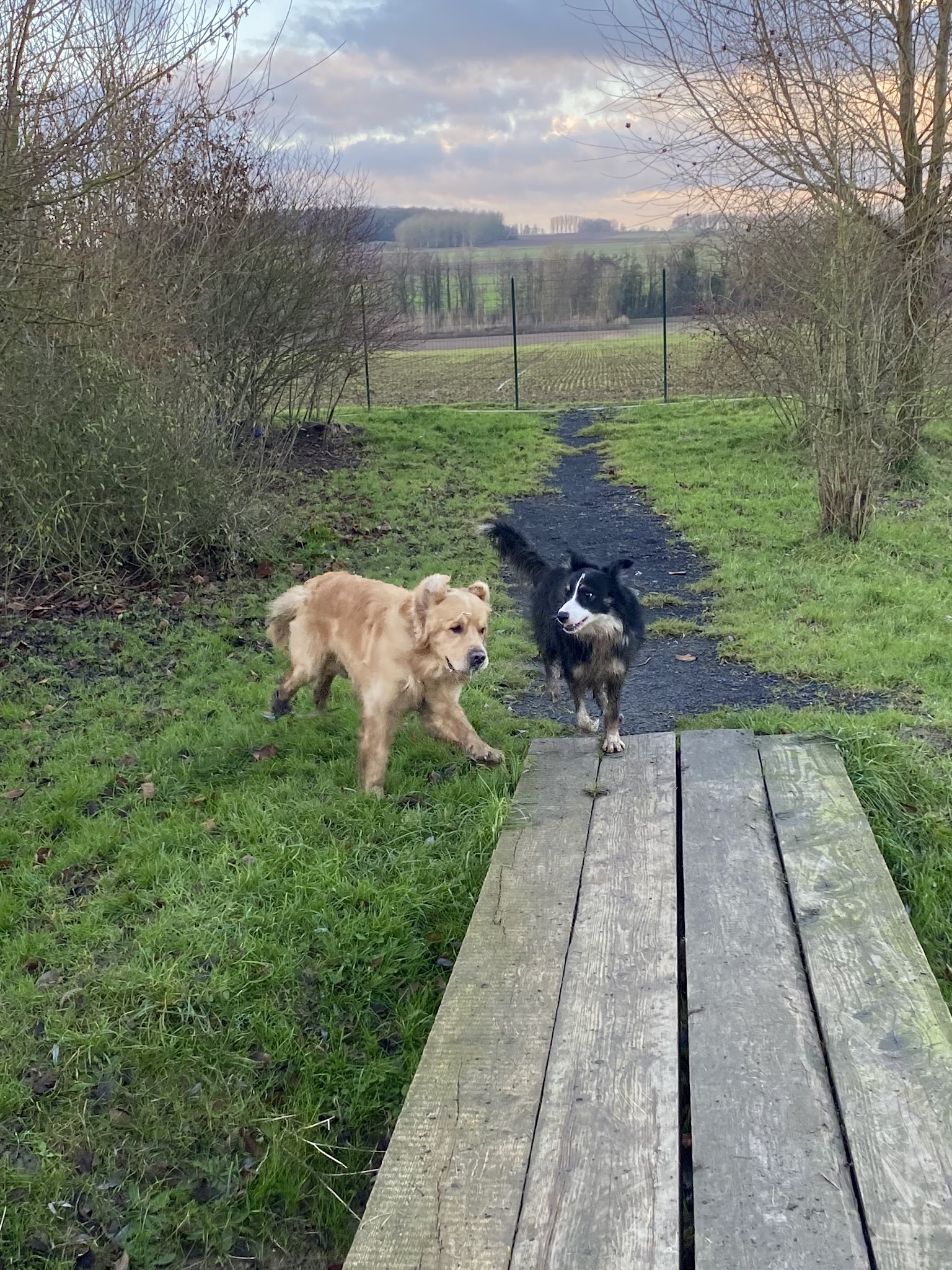Pension Canine et Féline | SARL L'os en bois — photo