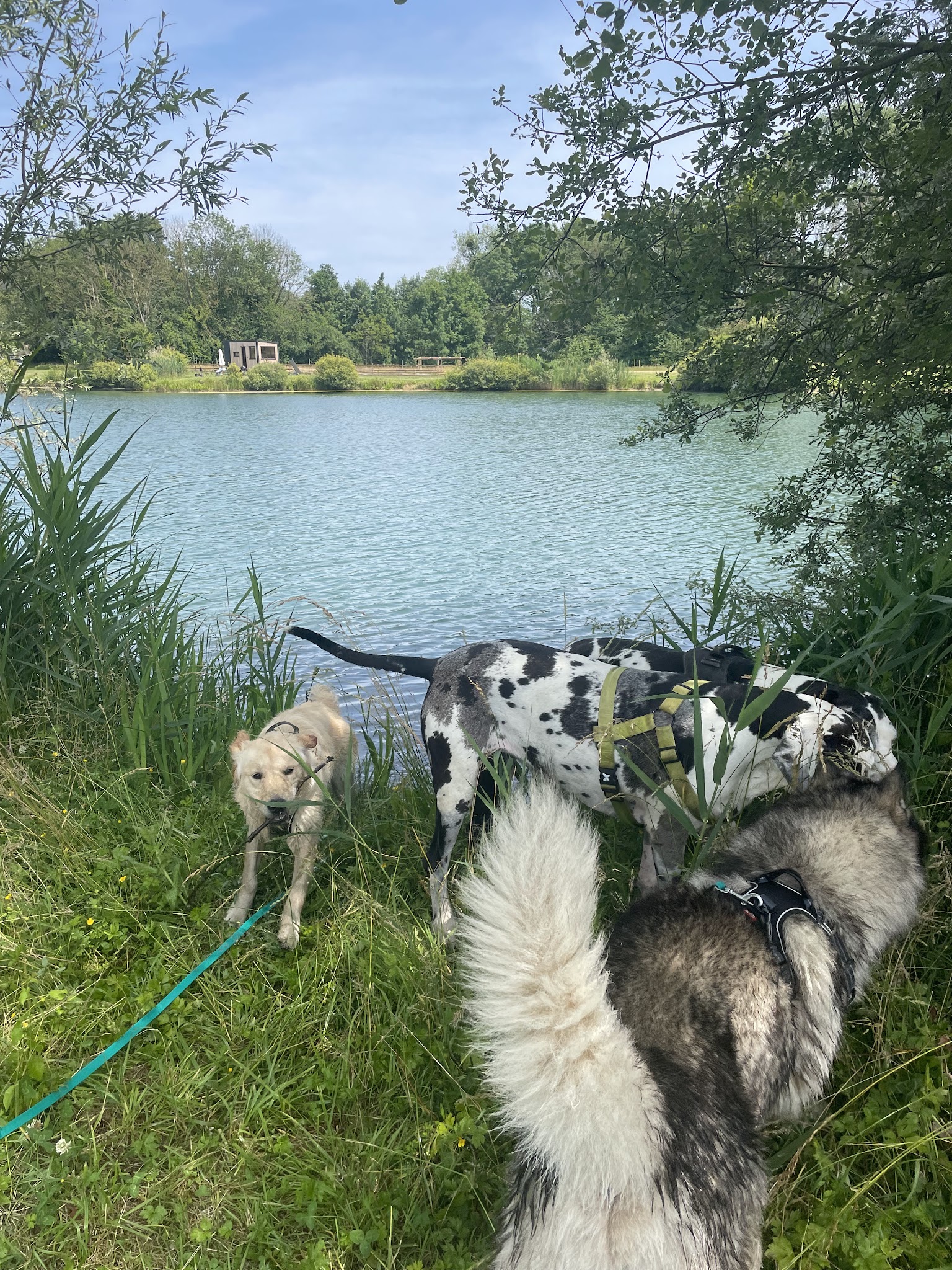 Gwenn&Cie- La Colo’ des Animaux- Pension Canine & Nac — photo