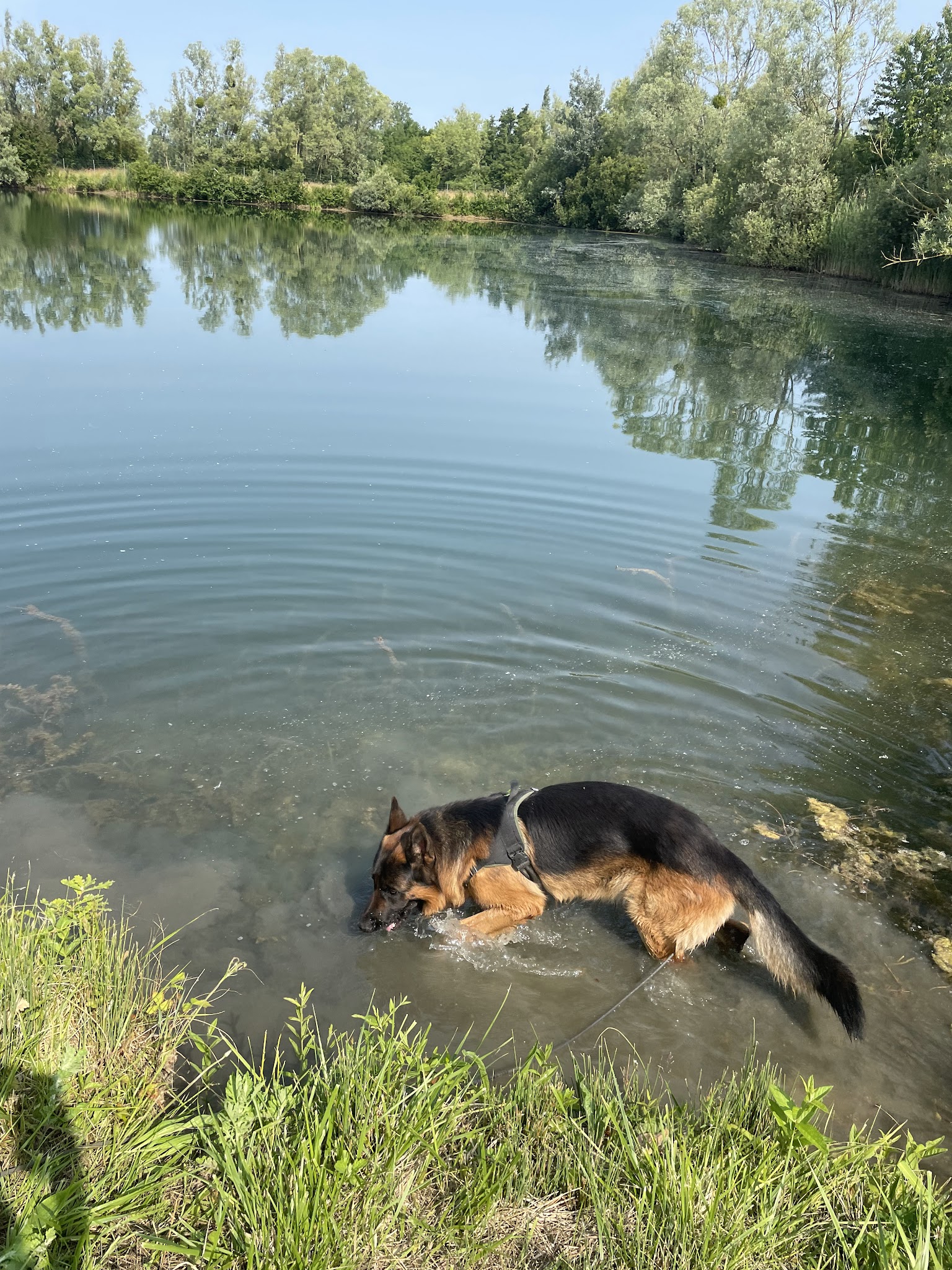 Gwenn&Cie- La Colo’ des Animaux- Pension Canine & Nac — photo