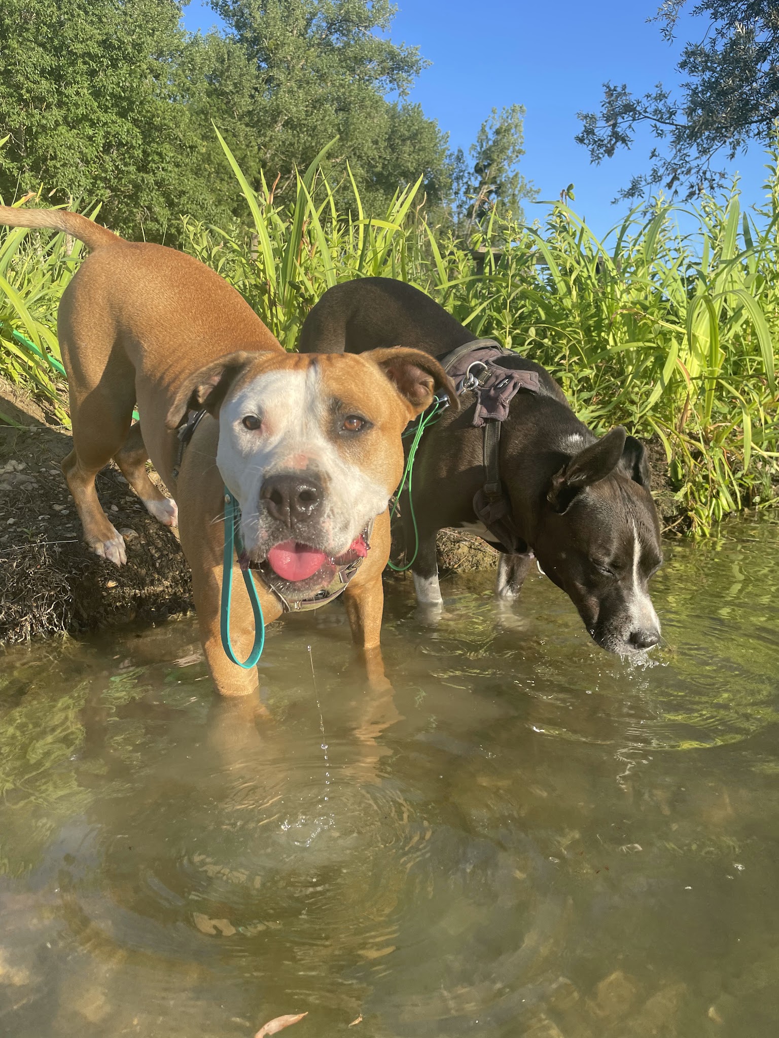 Gwenn&Cie- La Colo’ des Animaux- Pension Canine & Nac — photo