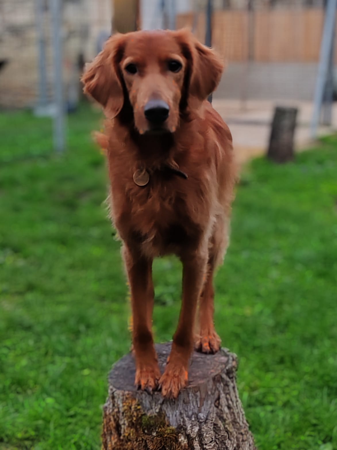 Pension canine La Houssinière — photo