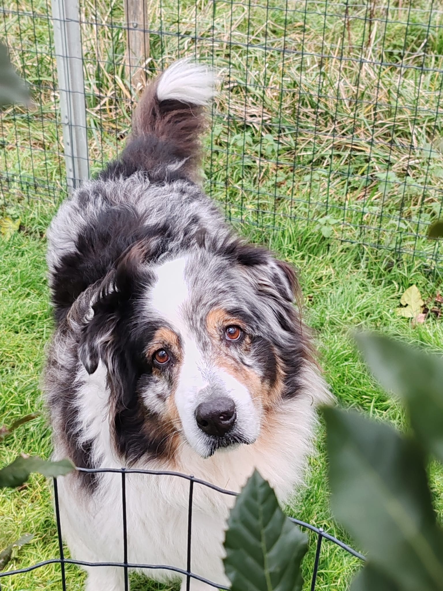 Pension canine La Houssinière — photo
