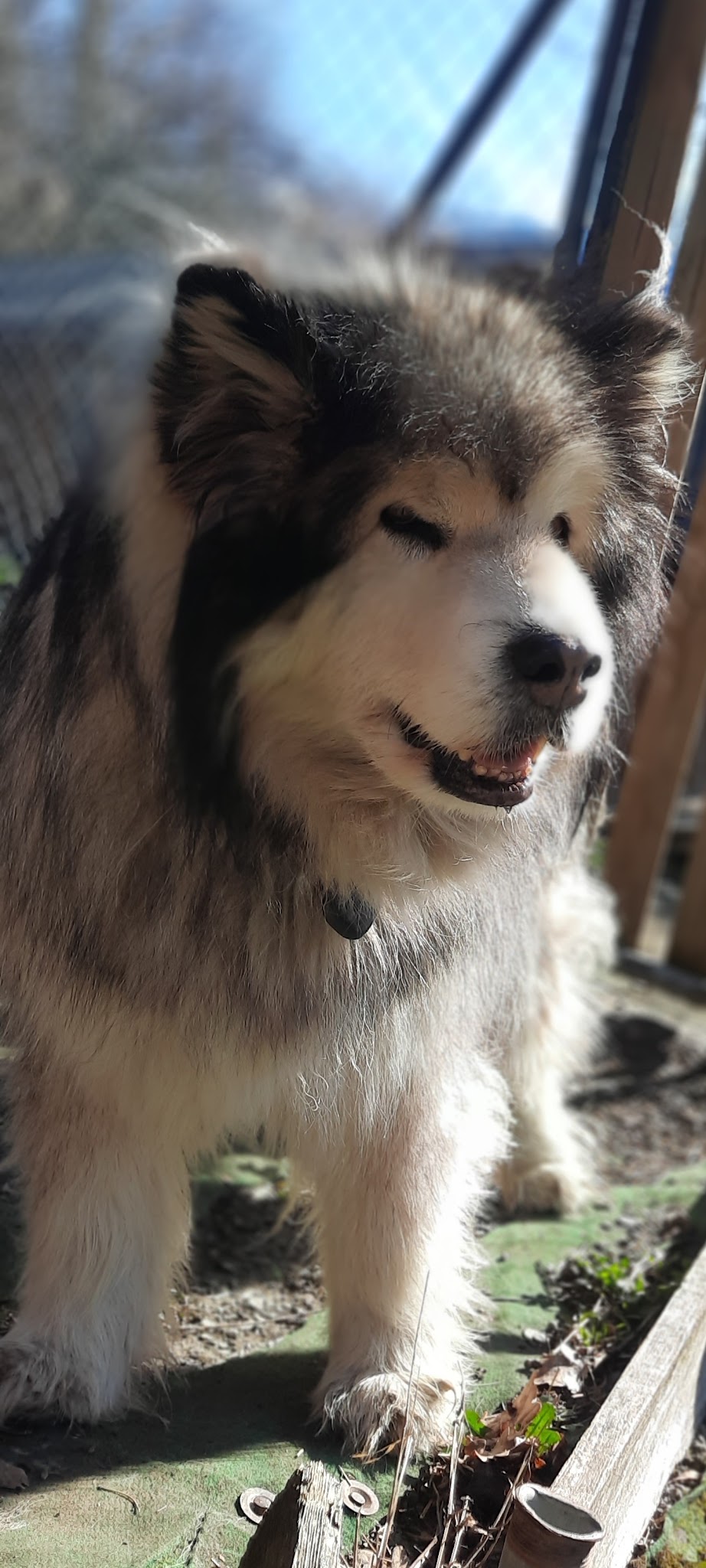 Pension Canine Mauriennaise — photo