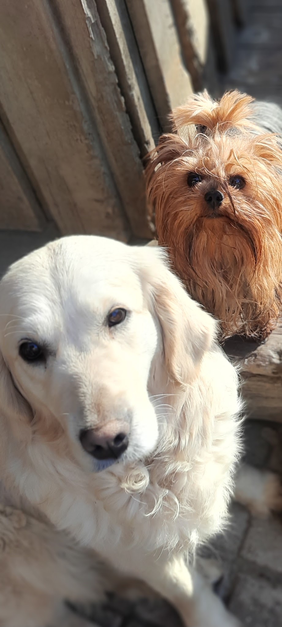 Pension Canine Mauriennaise — photo