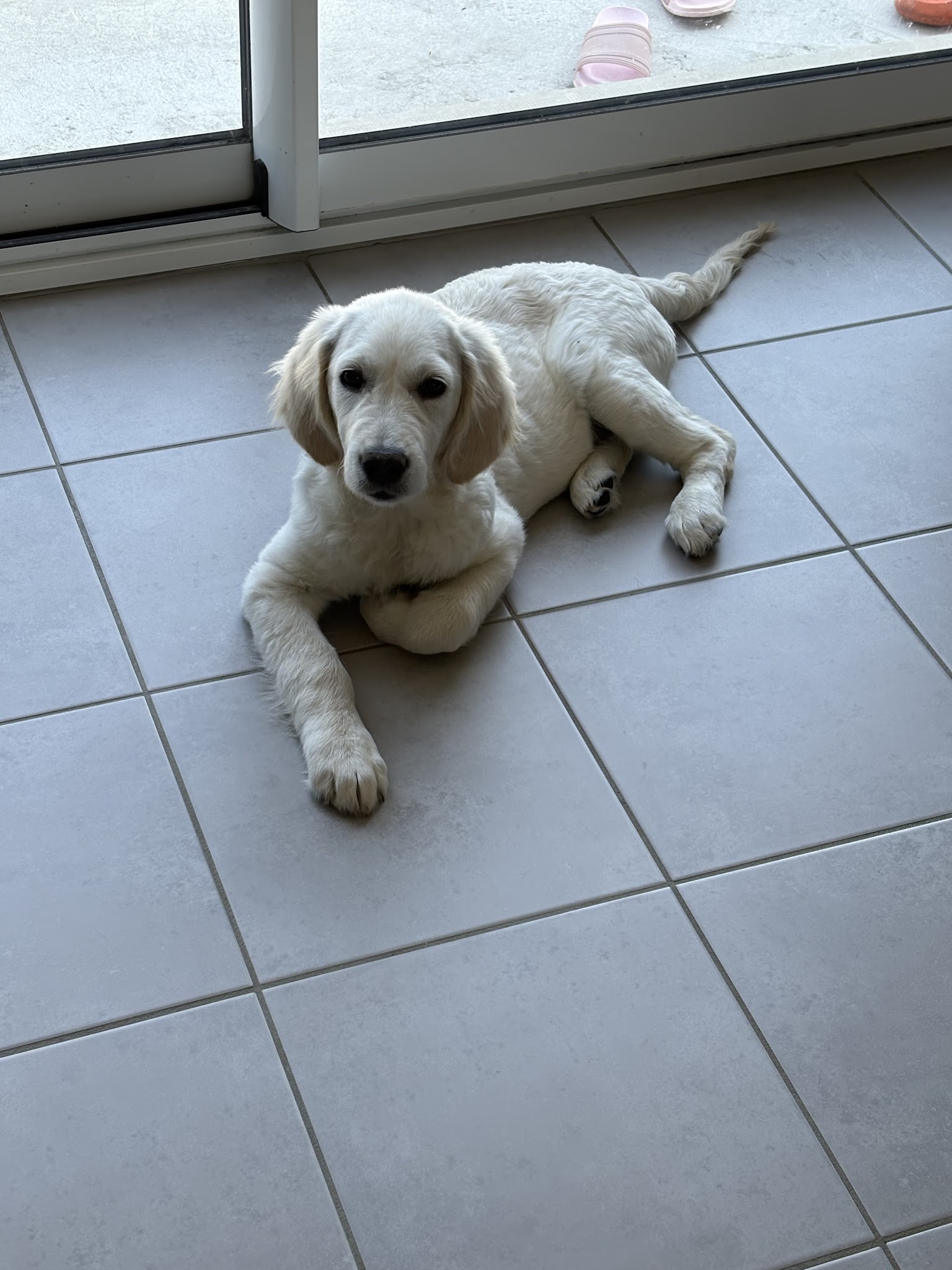 Elevage Canin Des Quatre Vents — photo
