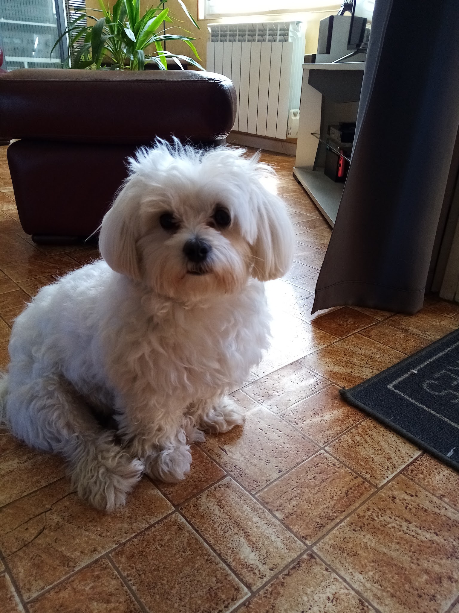 Elevage Canin Des Quatre Vents — photo