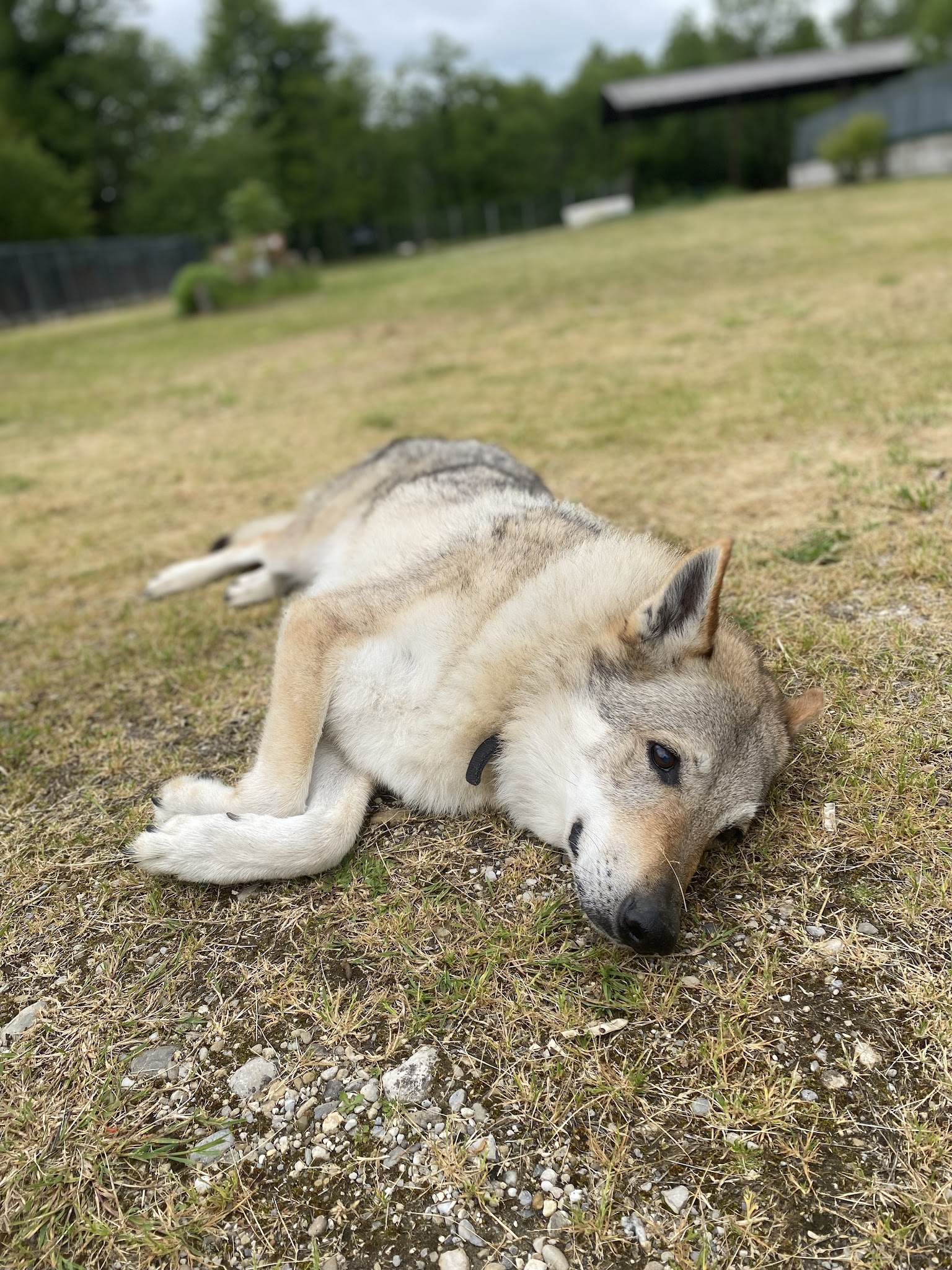 Dog Story — photo