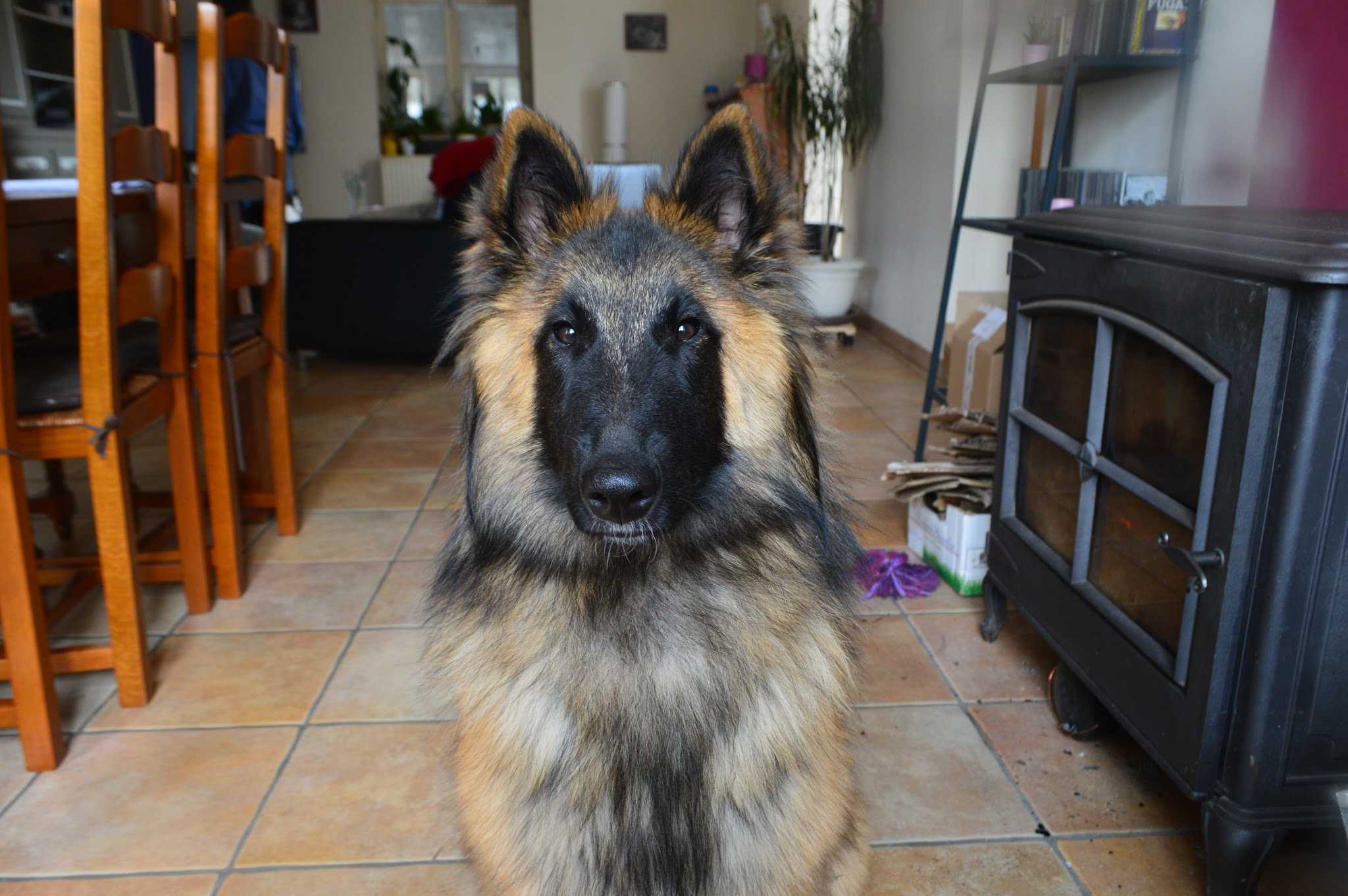 Hostellerie Canine de La Boulaie — photo