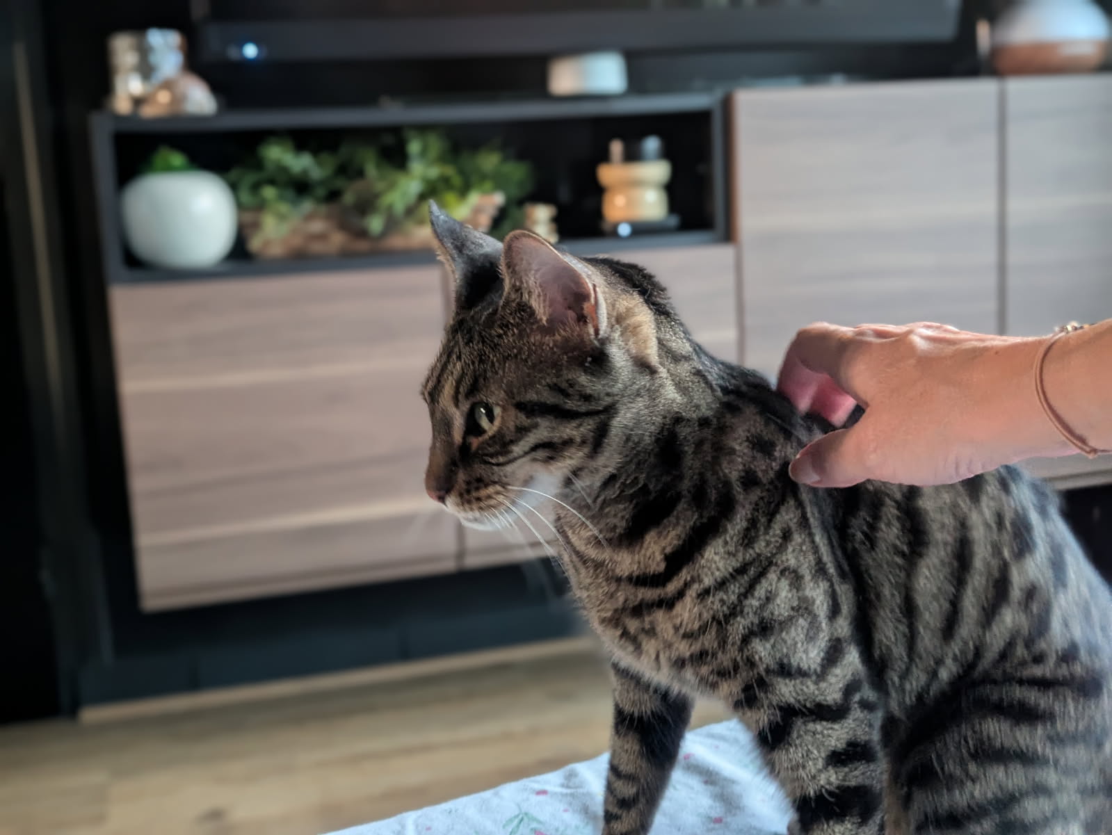 Garde d'animaux Melanie - Pet Sitter à St Egrève