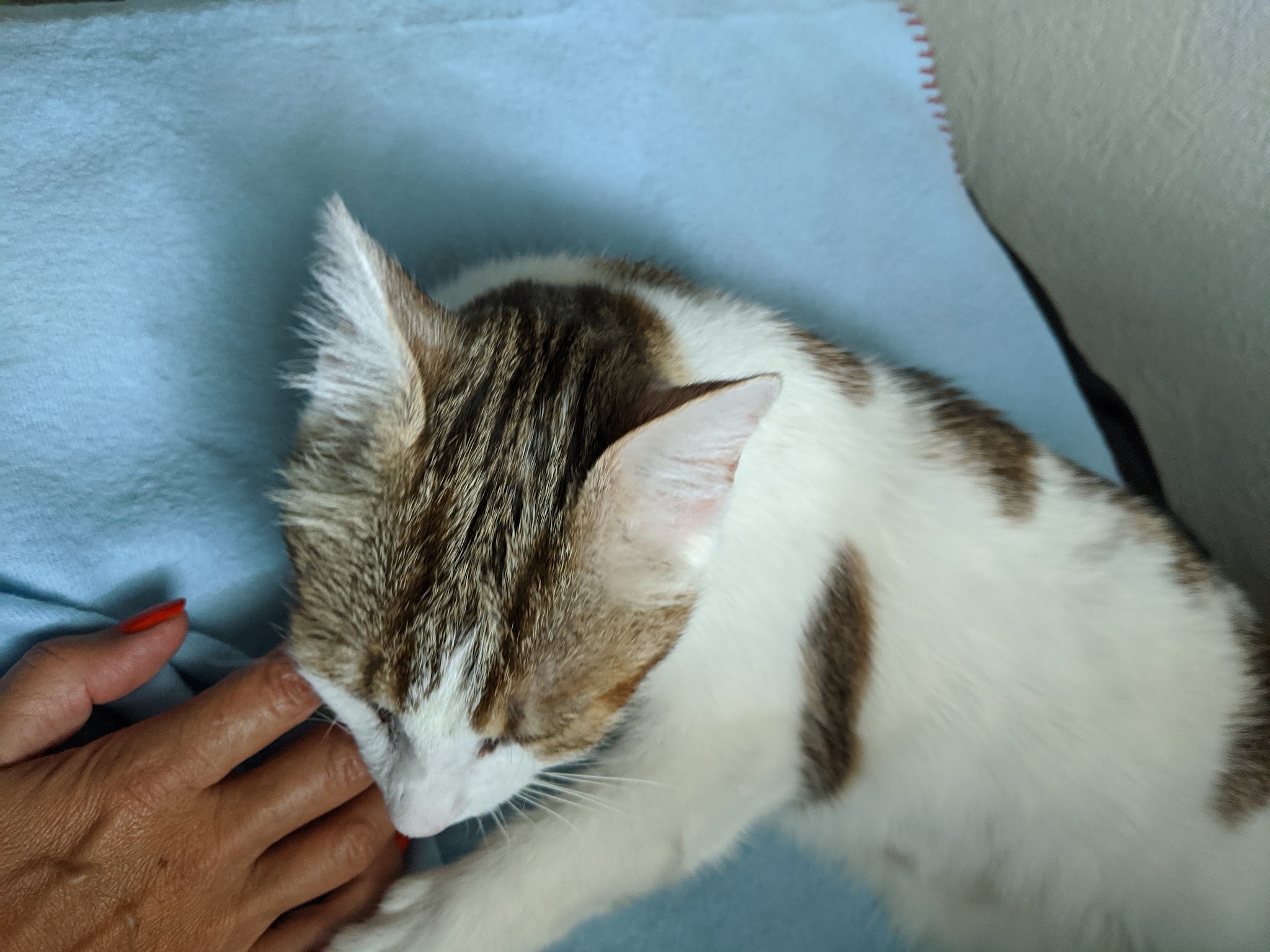 Garde d'animaux Melanie - Pet Sitter à St Egrève — photo
