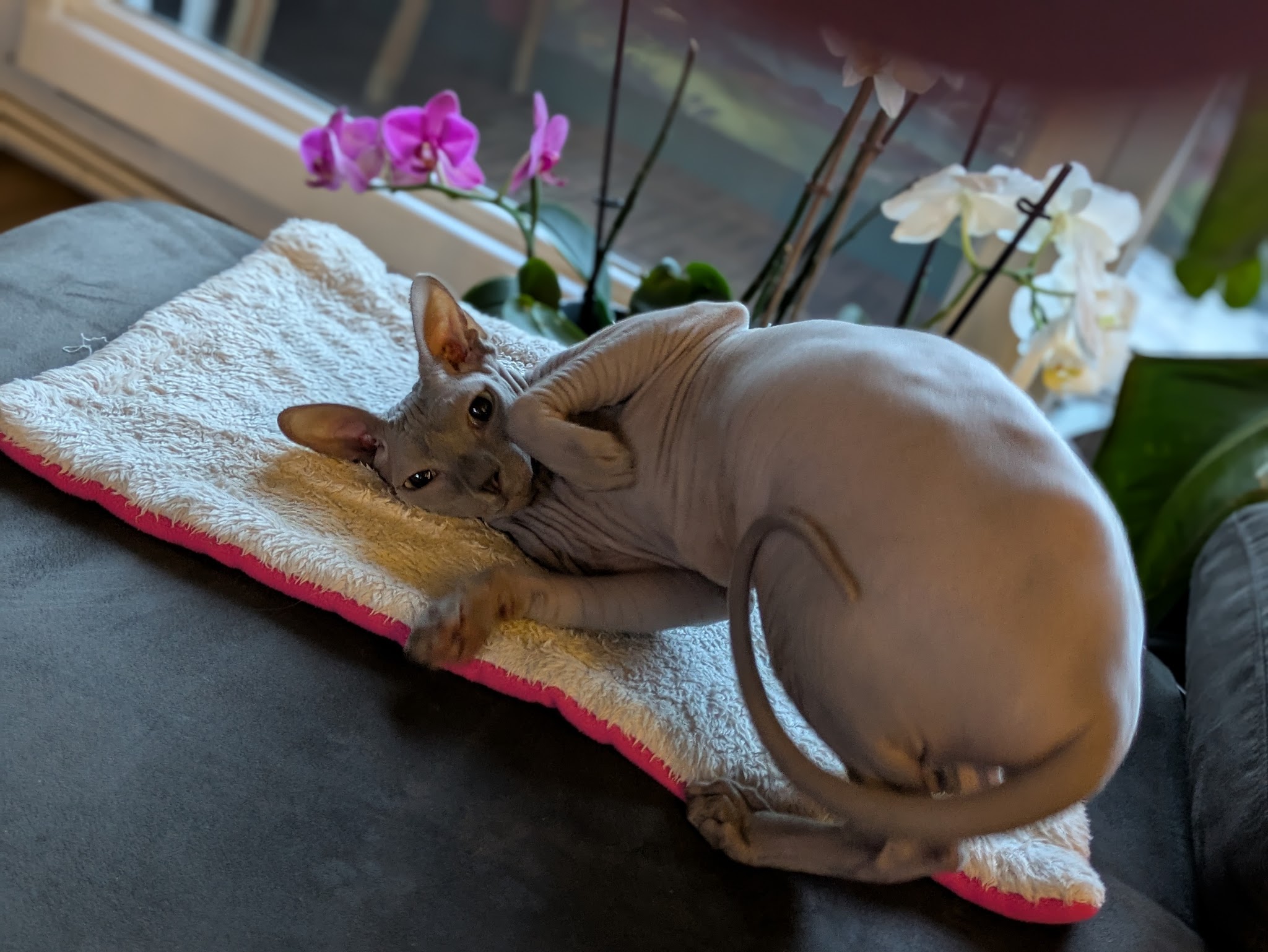 Garde d'animaux Melanie - Pet Sitter à St Egrève — photo