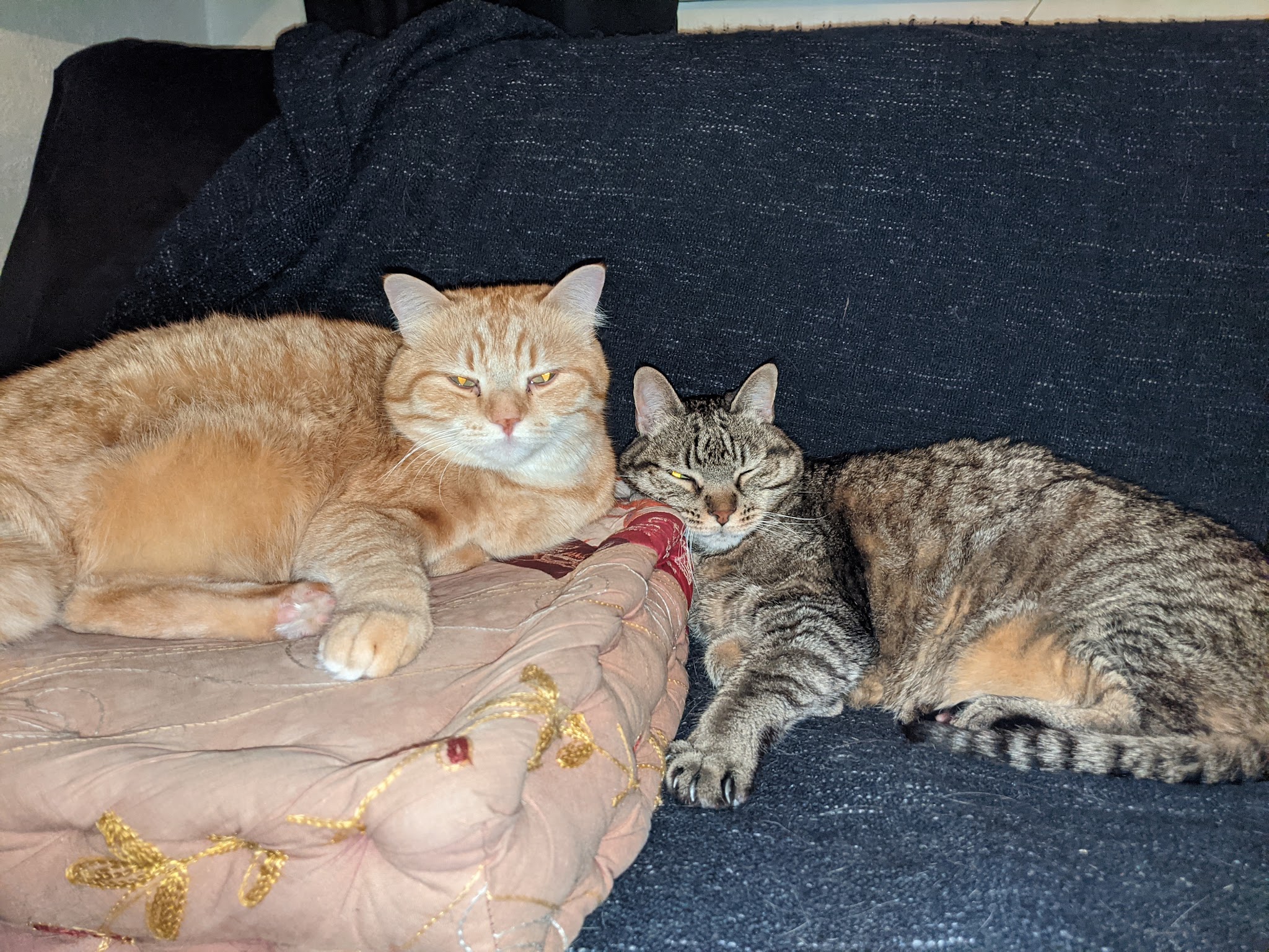 Garde d'animaux Melanie - Pet Sitter à St Egrève — photo