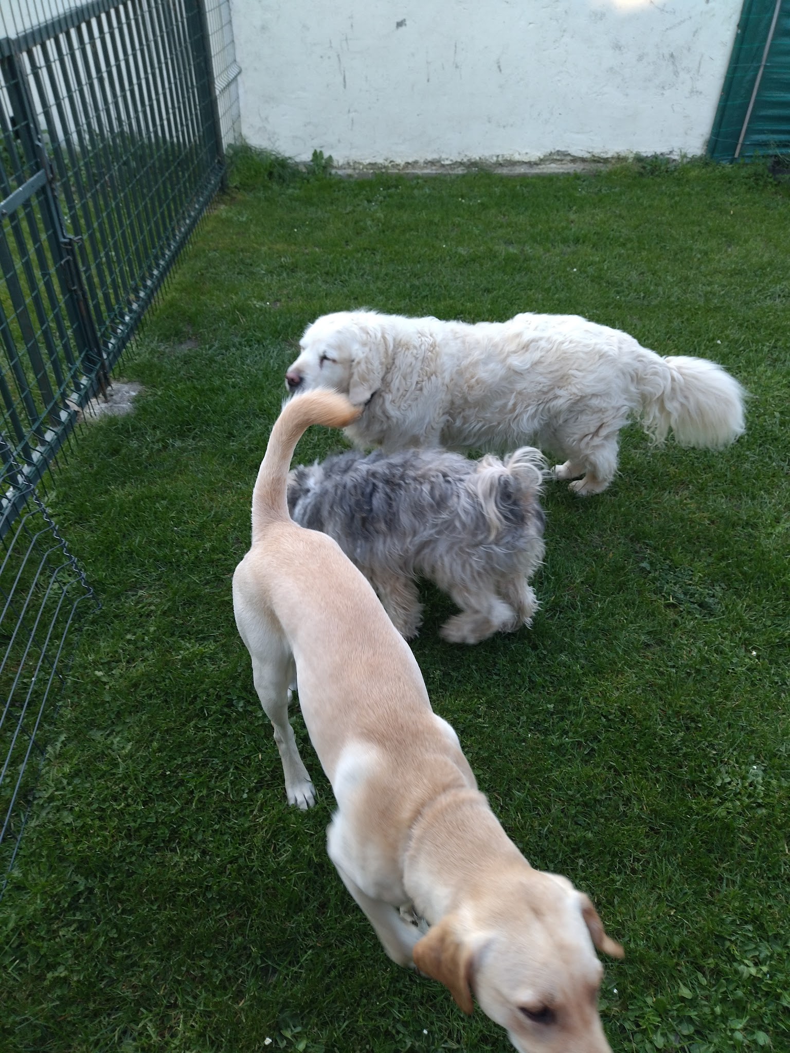 Garde-Retz vos animaux — photo