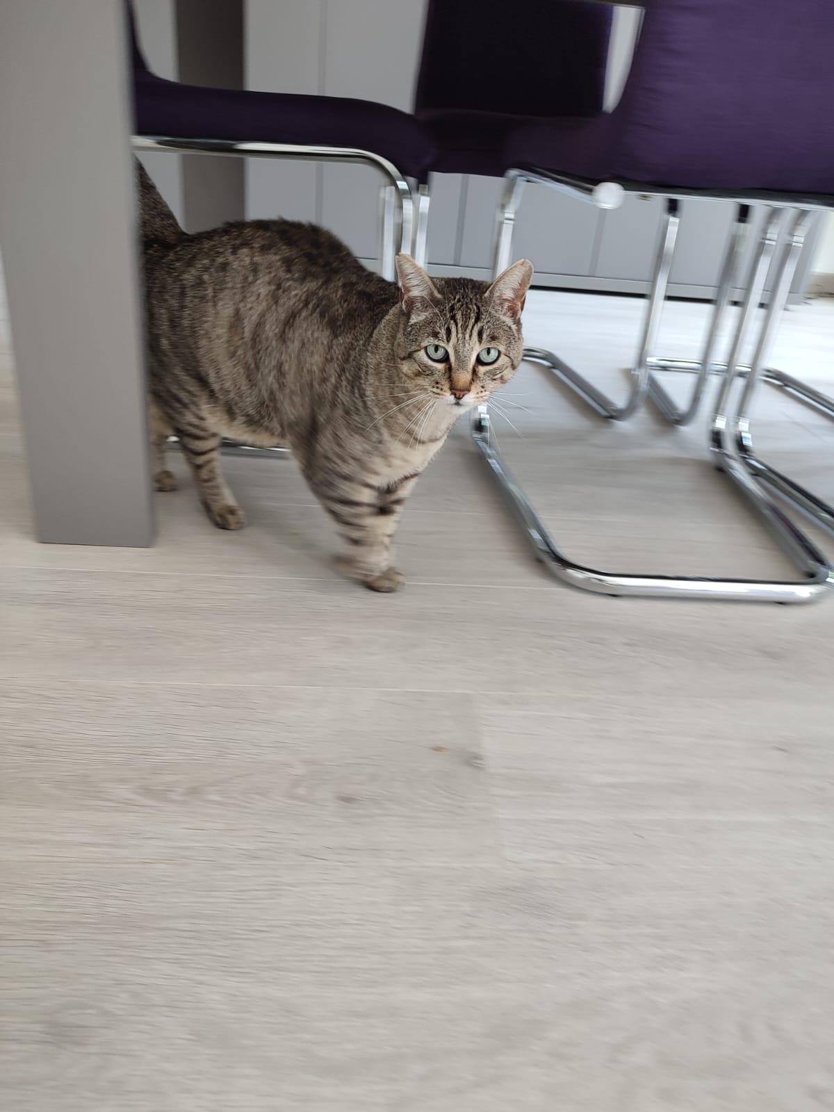 Féli'Home Pet sitter Chats, Chiens, Lapins et Nacs — photo