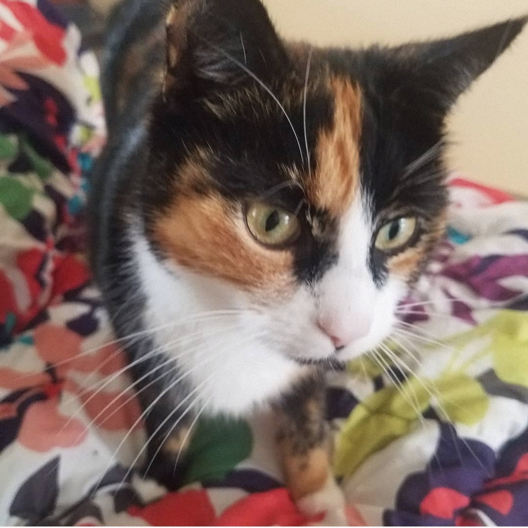 Féli'Home Pet sitter Chats, Chiens, Lapins et Nacs — photo