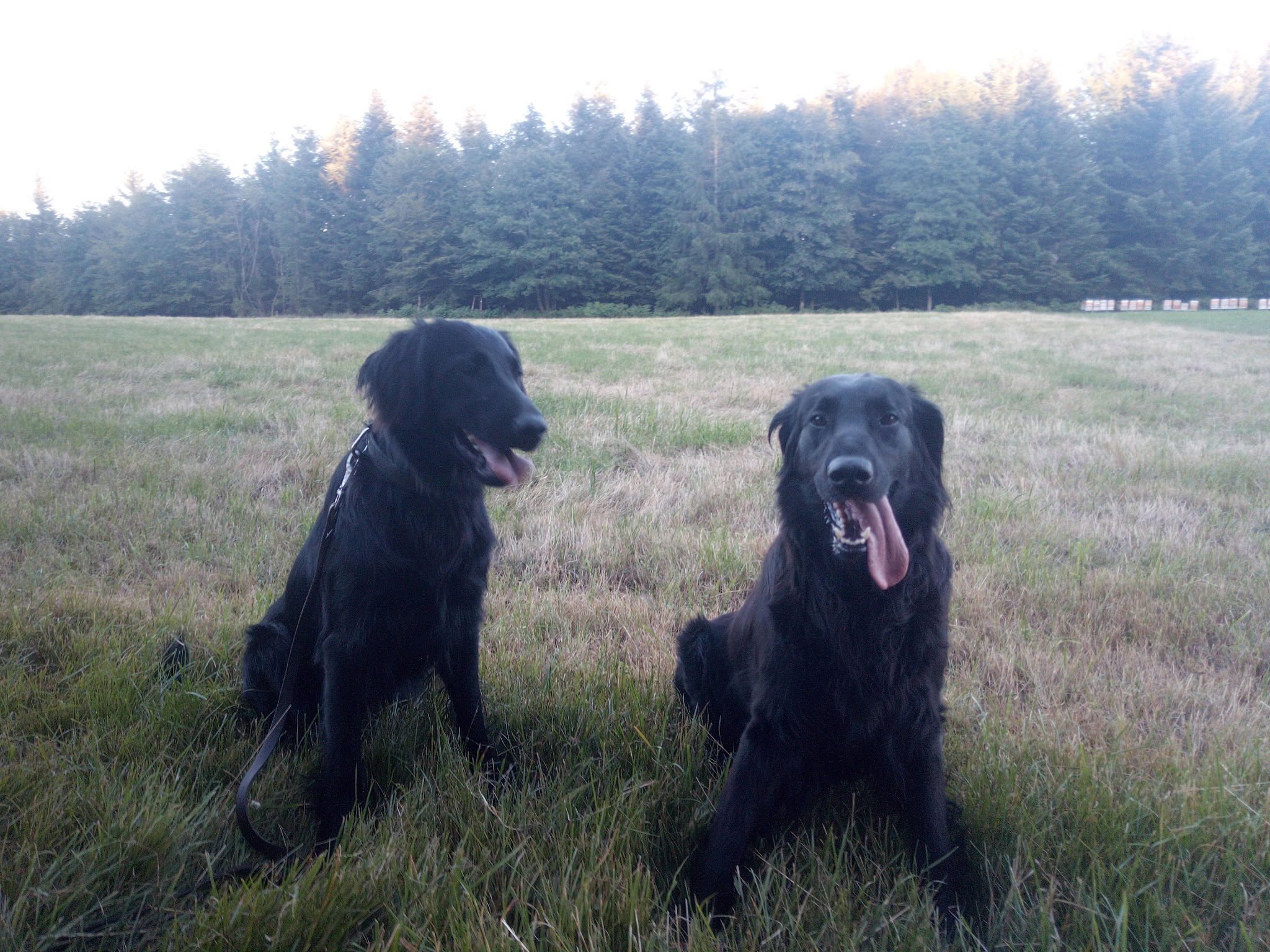 Pension canin et éducateur canin Le Domaine des Amarock's — photo