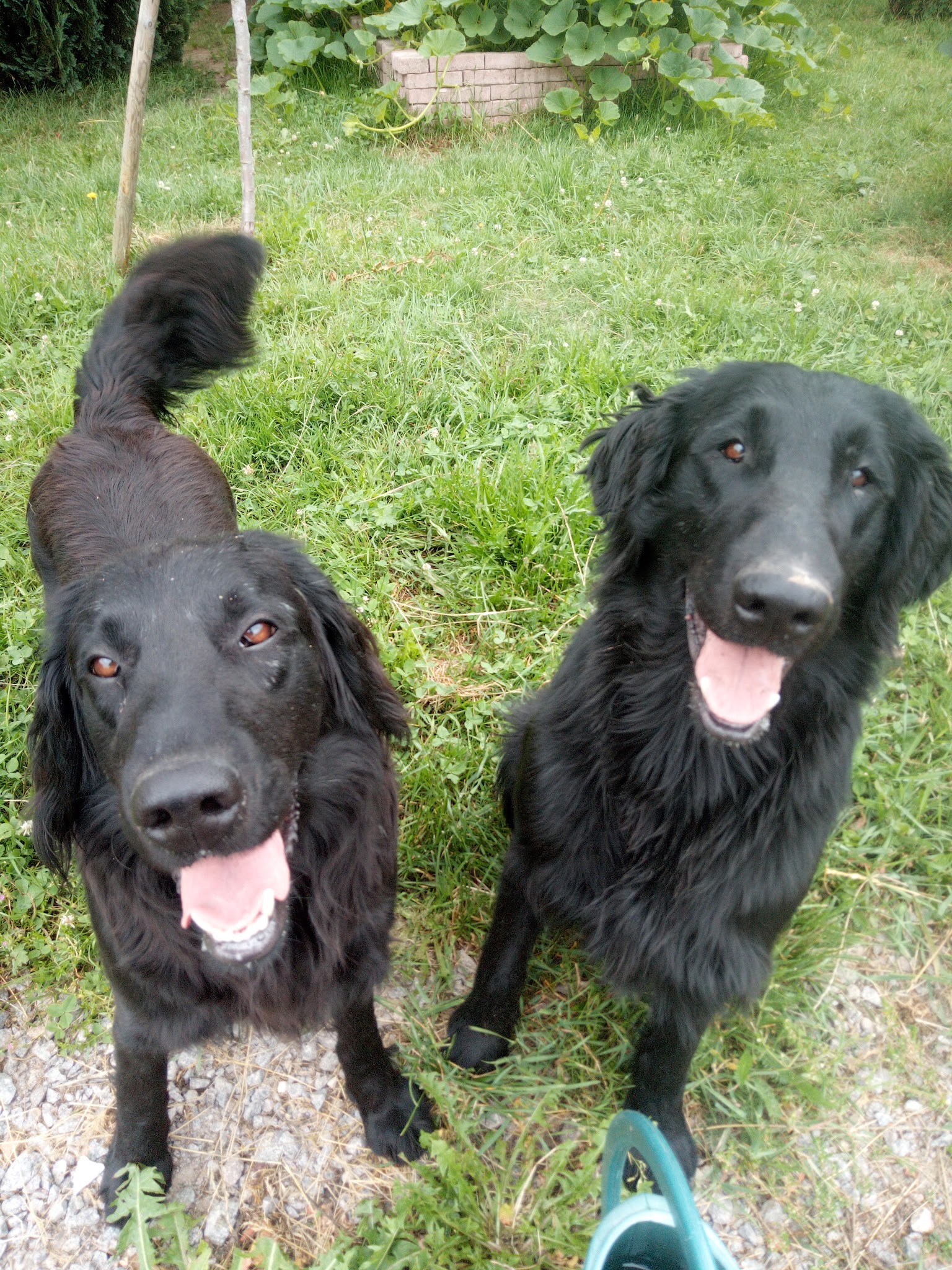 Pension canin et éducateur canin Le Domaine des Amarock's