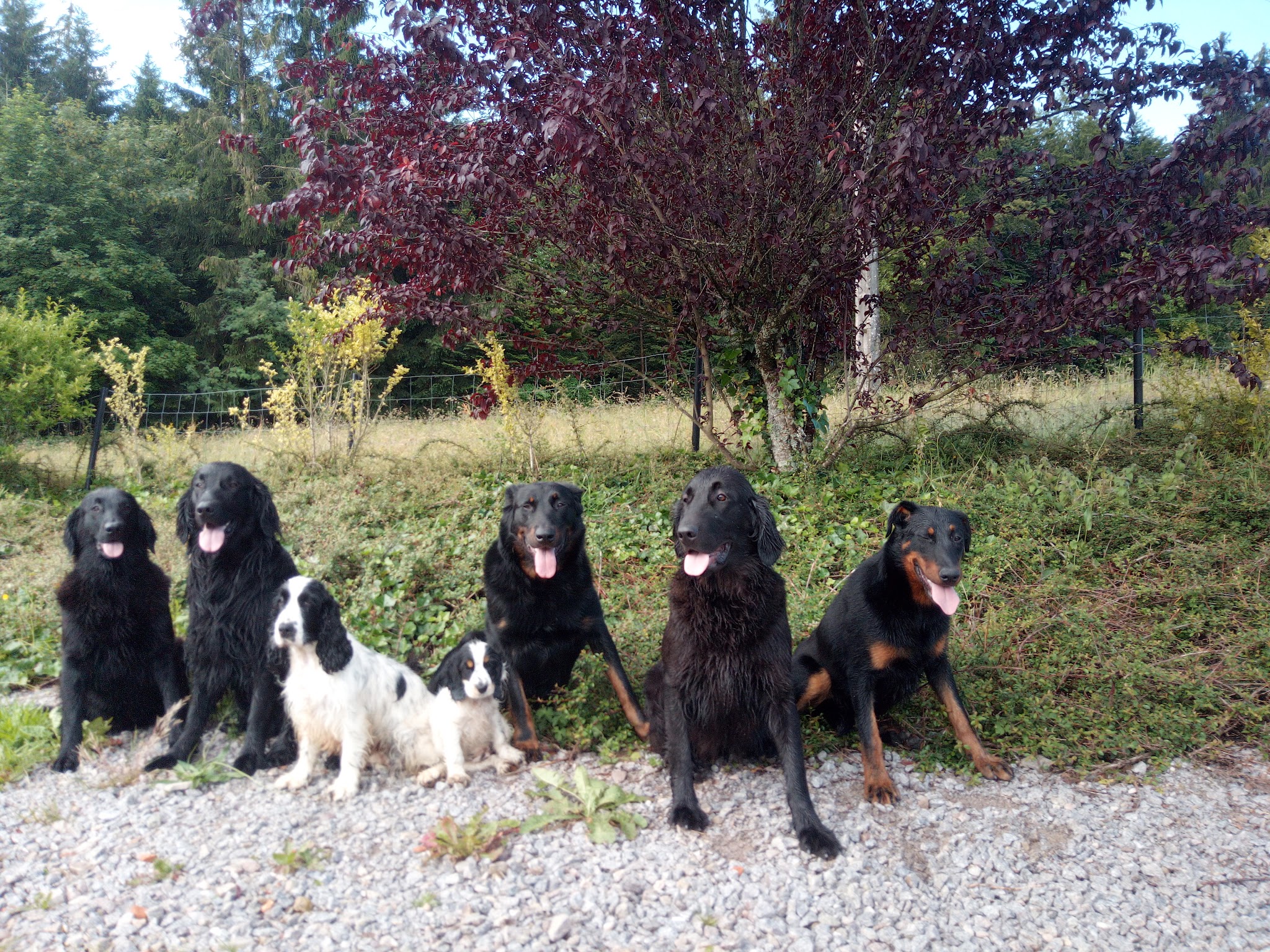 Pension canin et éducateur canin Le Domaine des Amarock's — photo