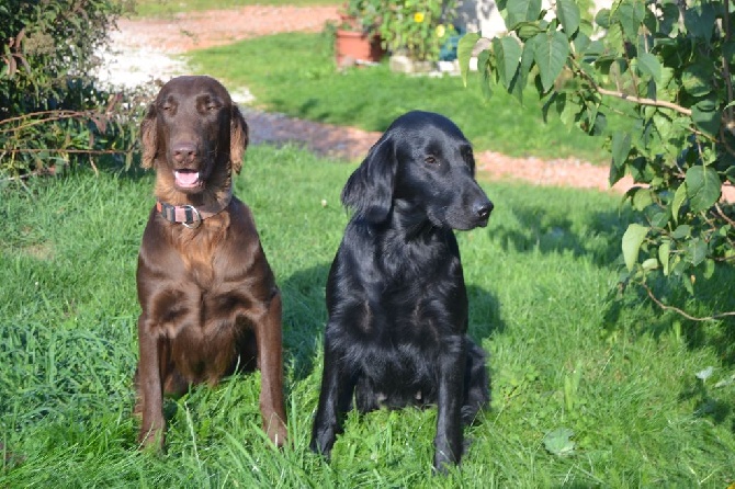Pension canin et éducateur canin Le Domaine des Amarock's — photo