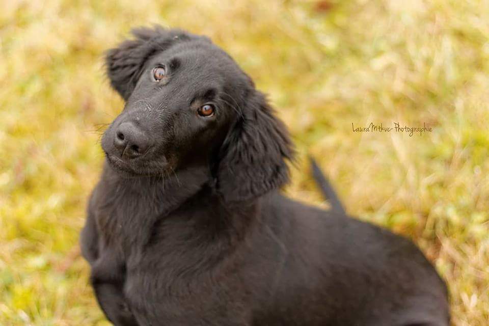 Pension canin et éducateur canin Le Domaine des Amarock's — photo