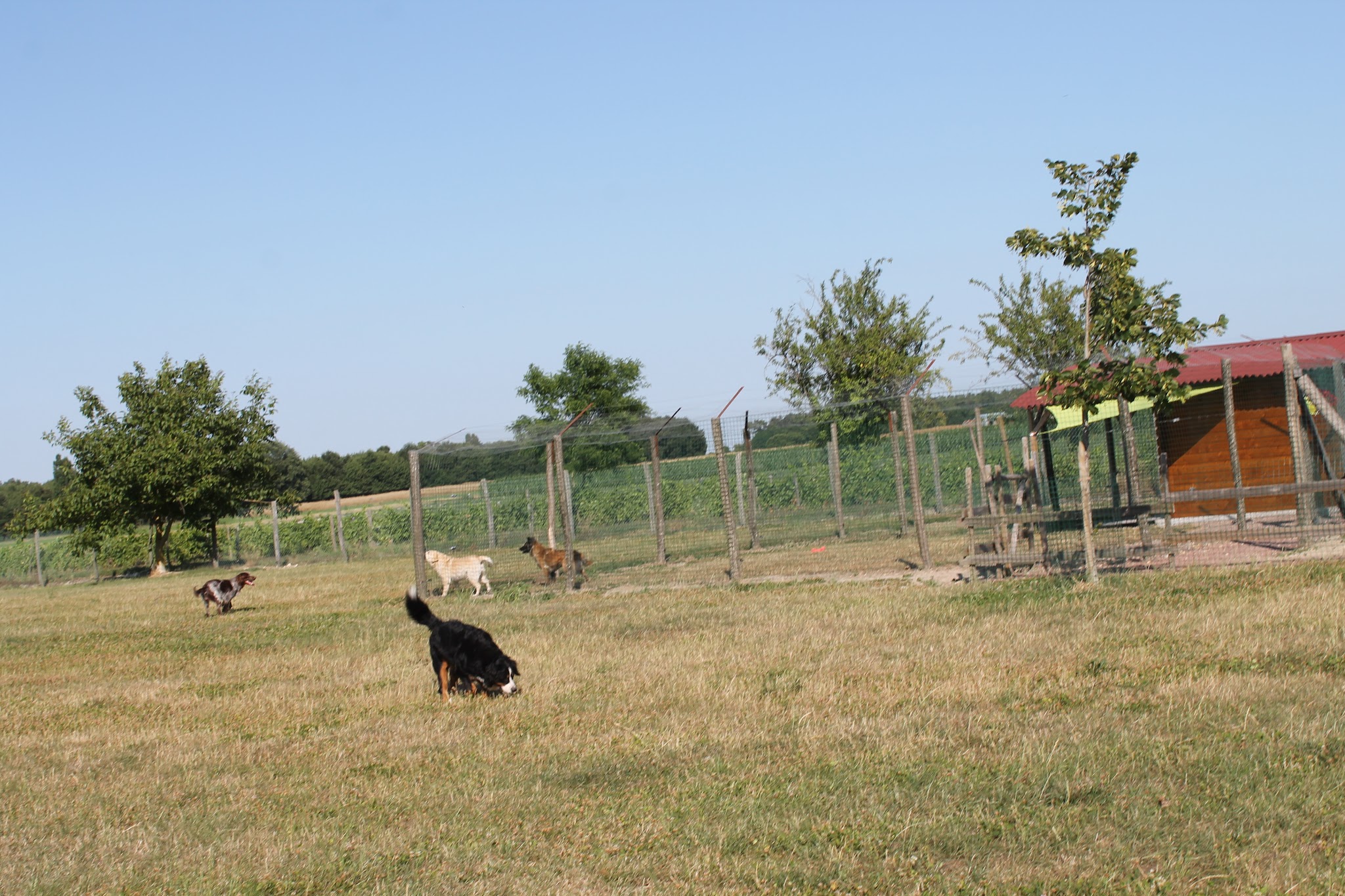 La vallée de la Veude, pension pour chiens — photo