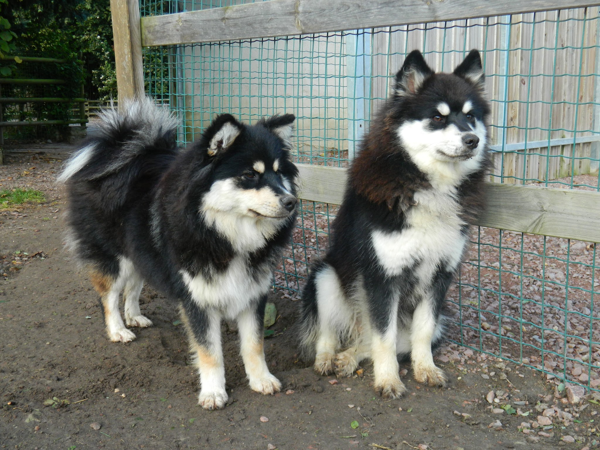 La vallée de la Veude, pension pour chiens — photo