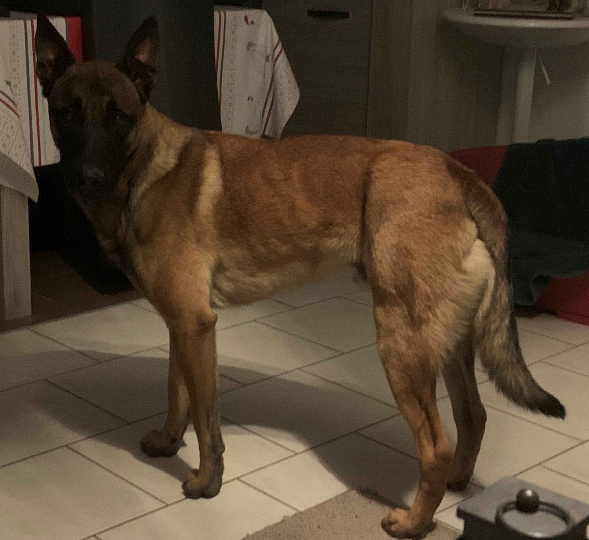 La vallée de la Veude, pension pour chiens — photo