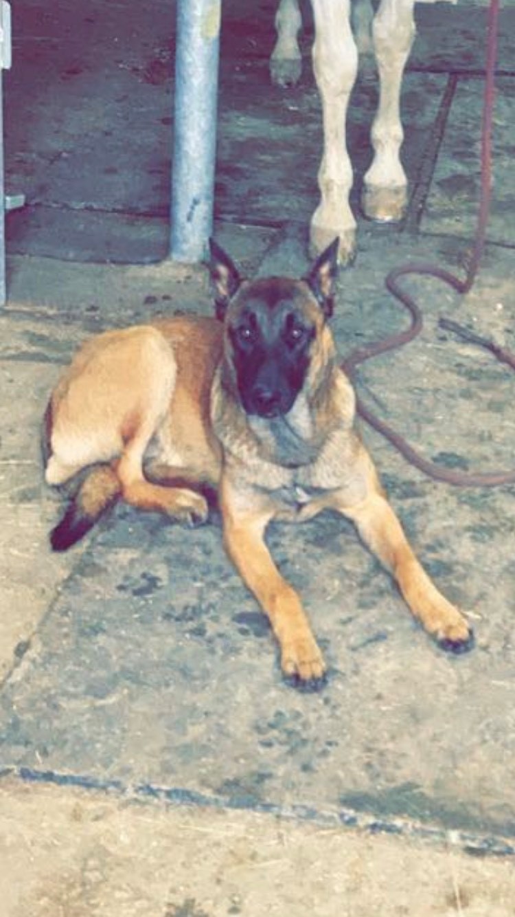 La vallée de la Veude, pension pour chiens — photo