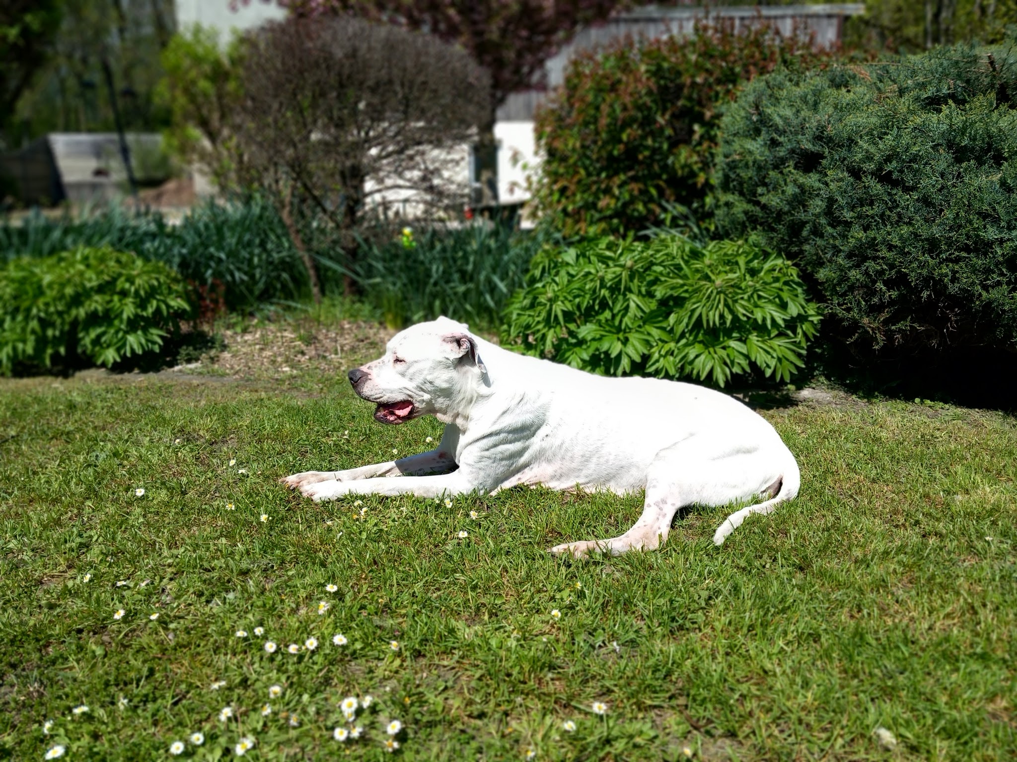 RécréaDog 2 — photo
