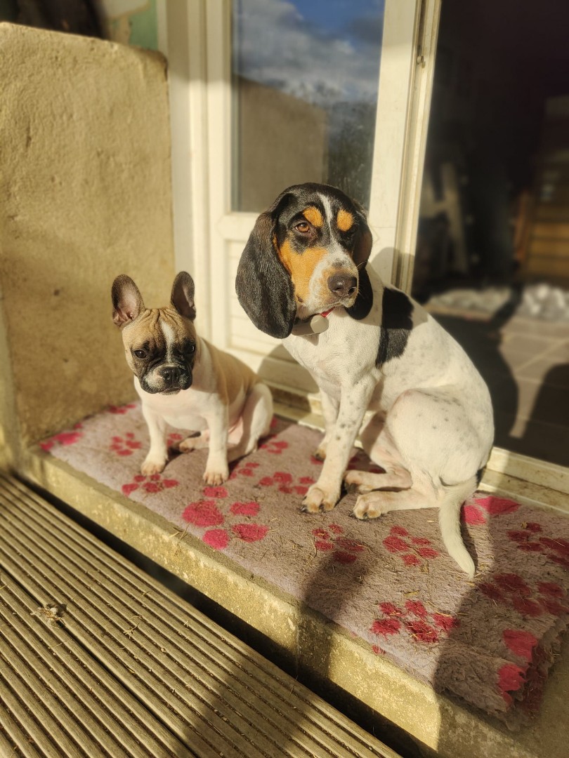 RécréaDog 2