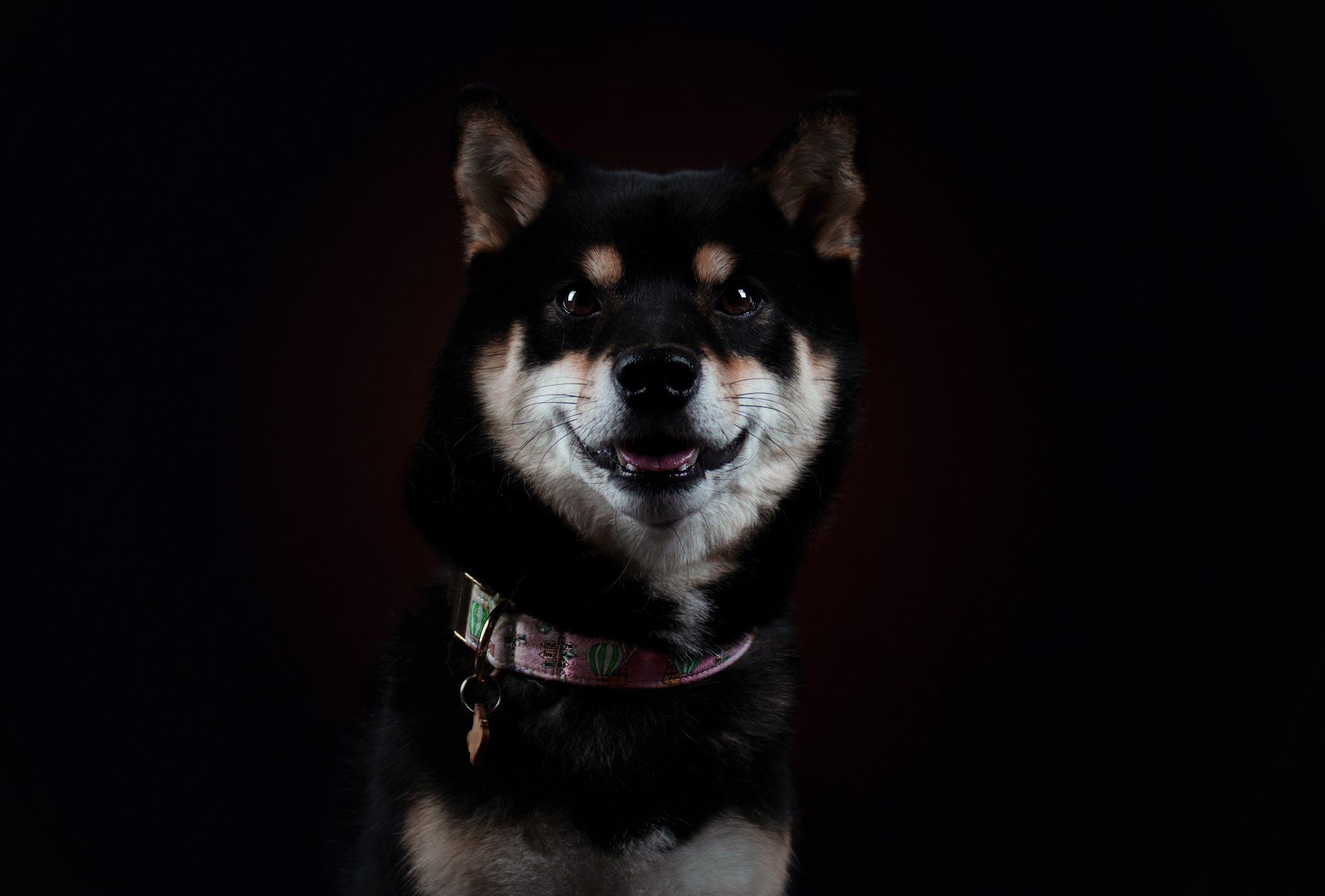 Ani'Dream - Comportementaliste animalier / Éducatrice canin / Pet sitter
