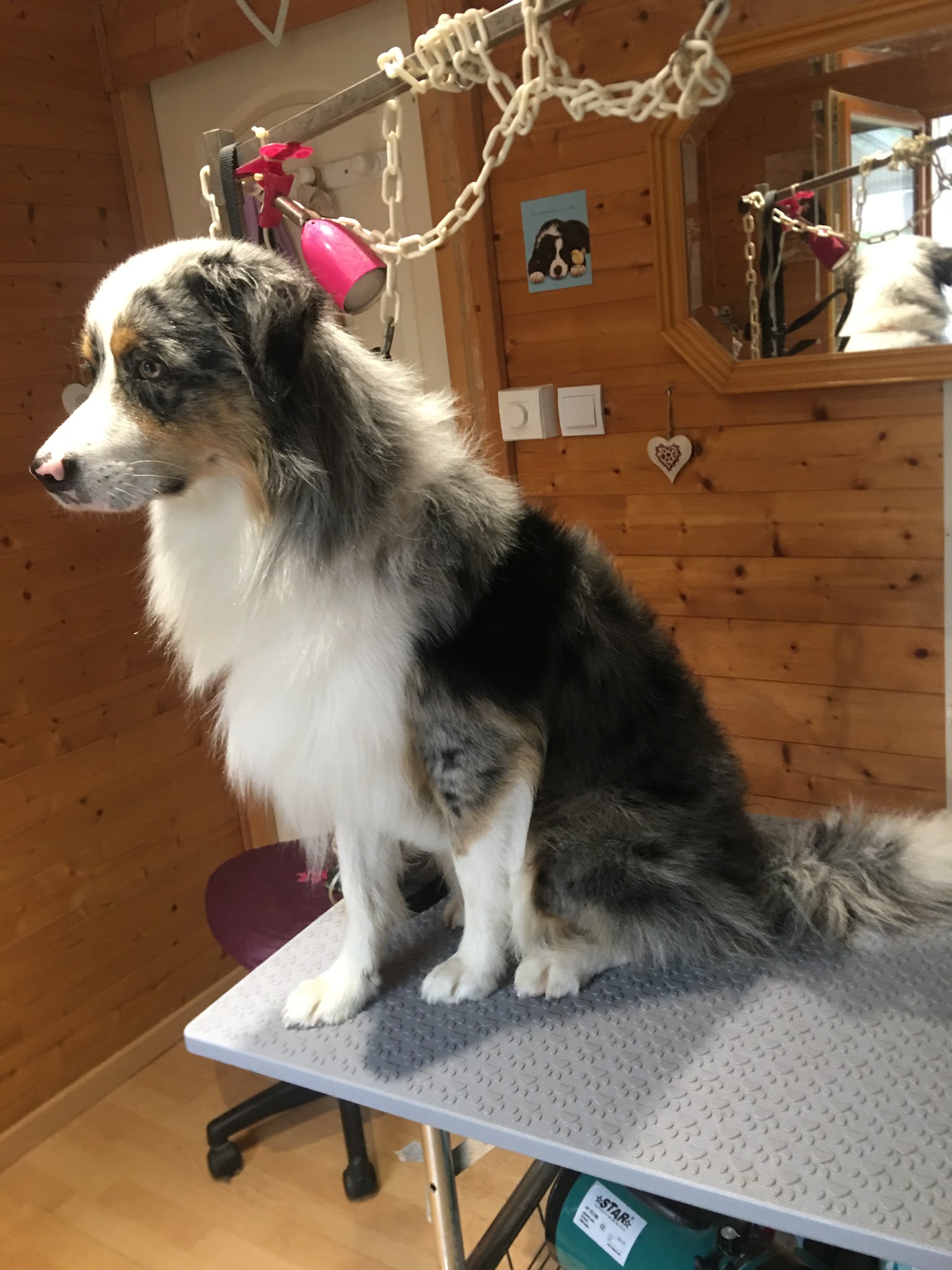 Au chien beauté — photo
