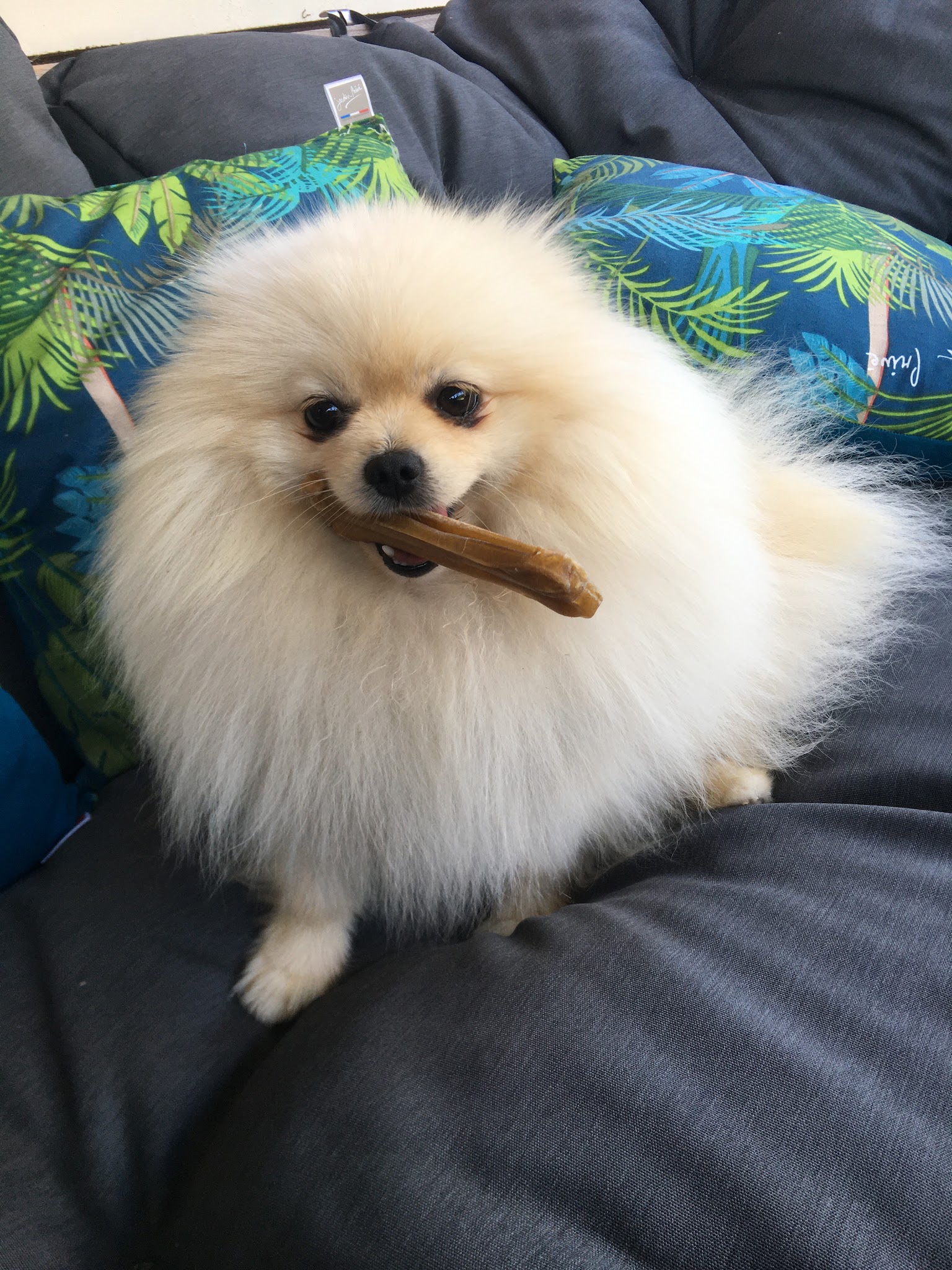 Au chien beauté — photo