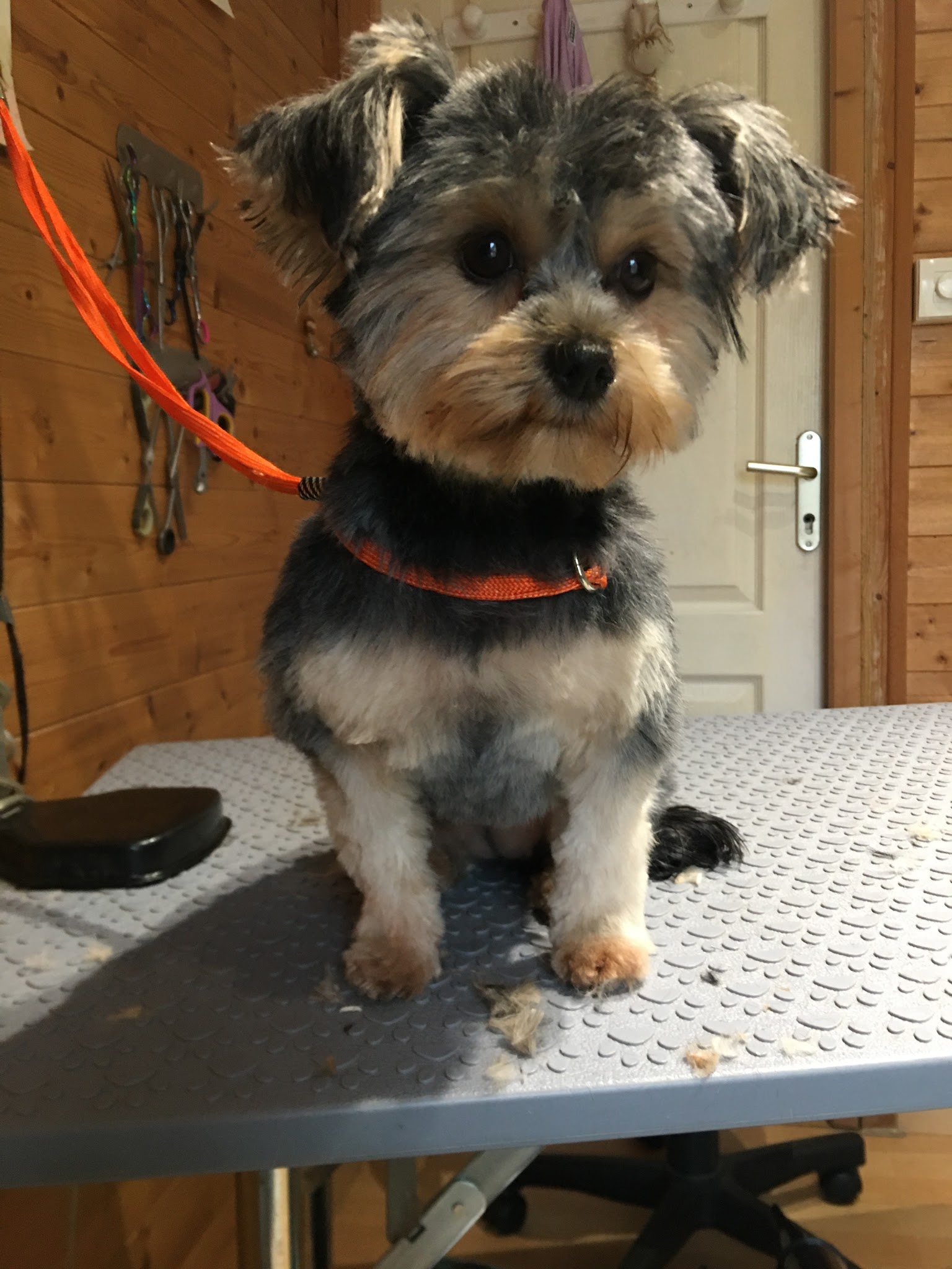 Au chien beauté — photo