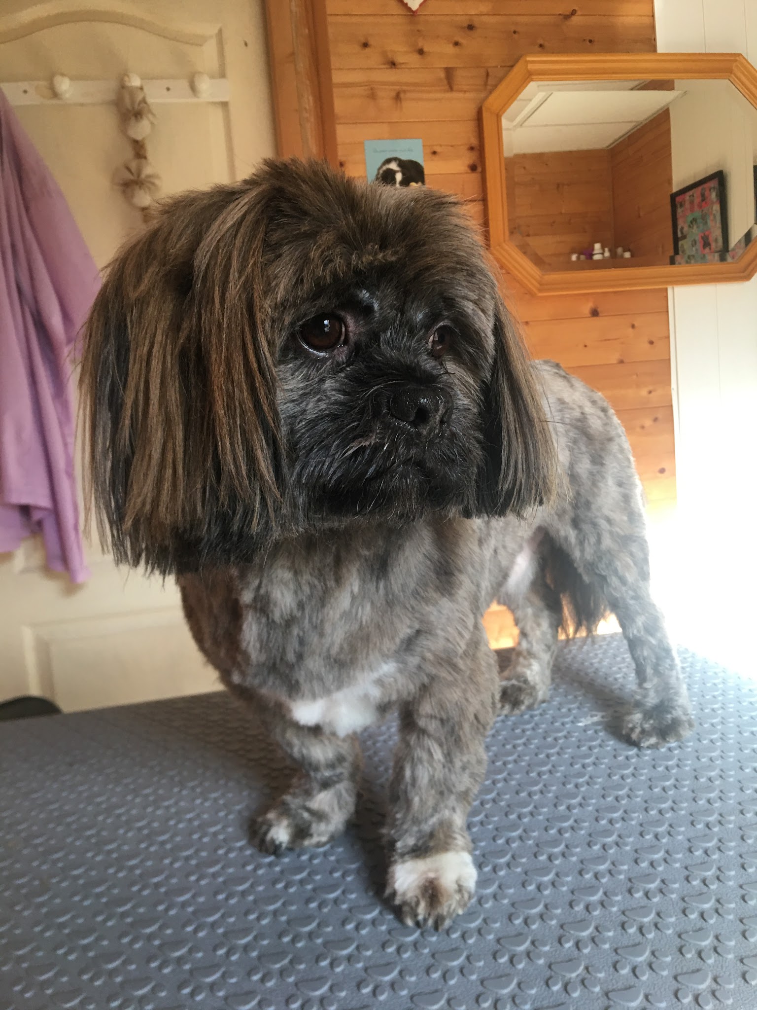 Au chien beauté