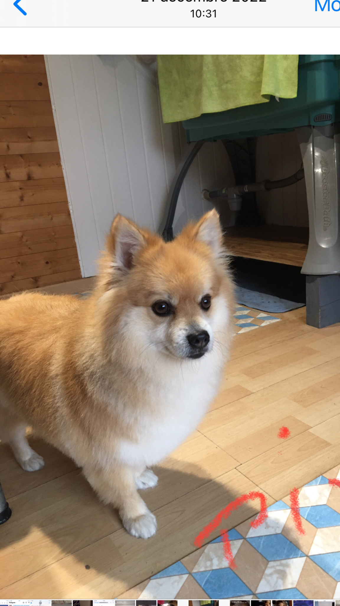 Au chien beauté — photo