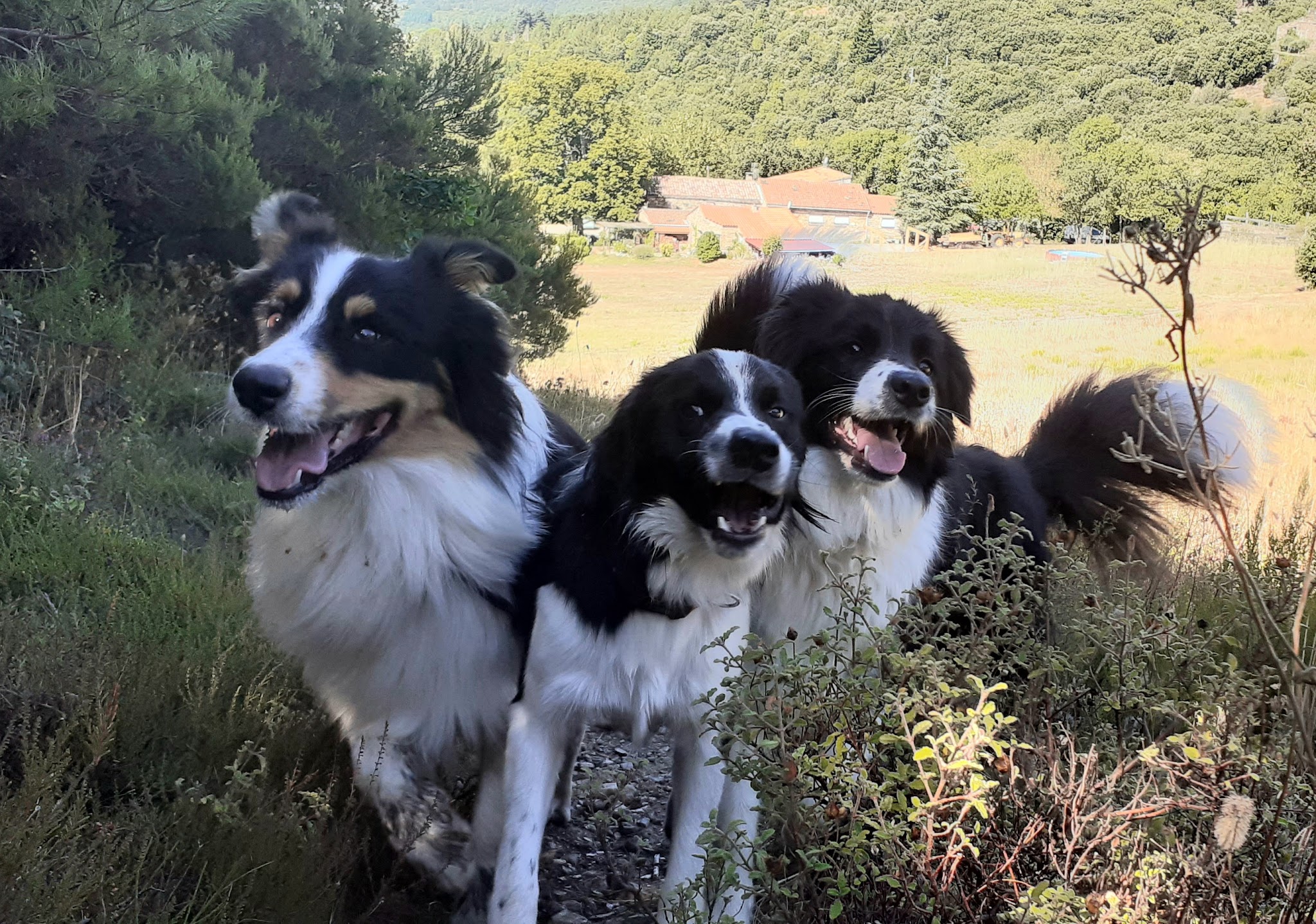 Company Pattes et Campagne — photo