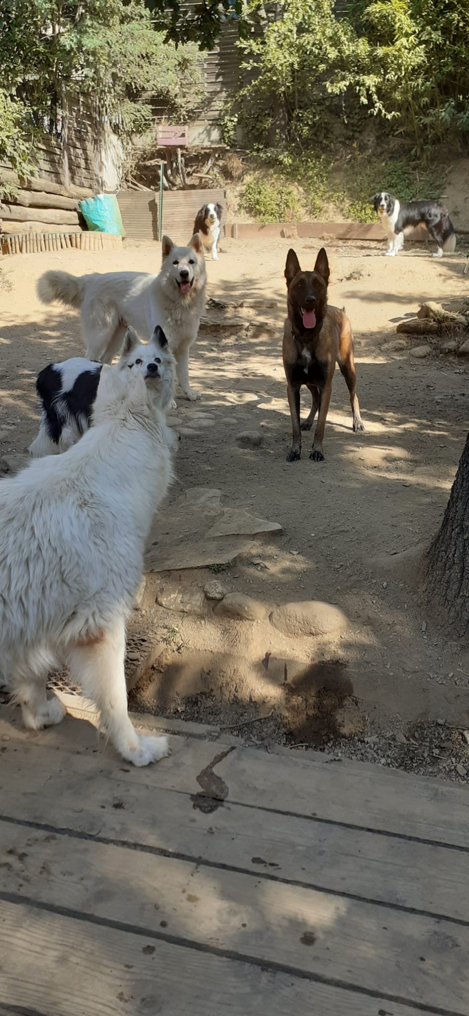 Company Pattes et Campagne — photo