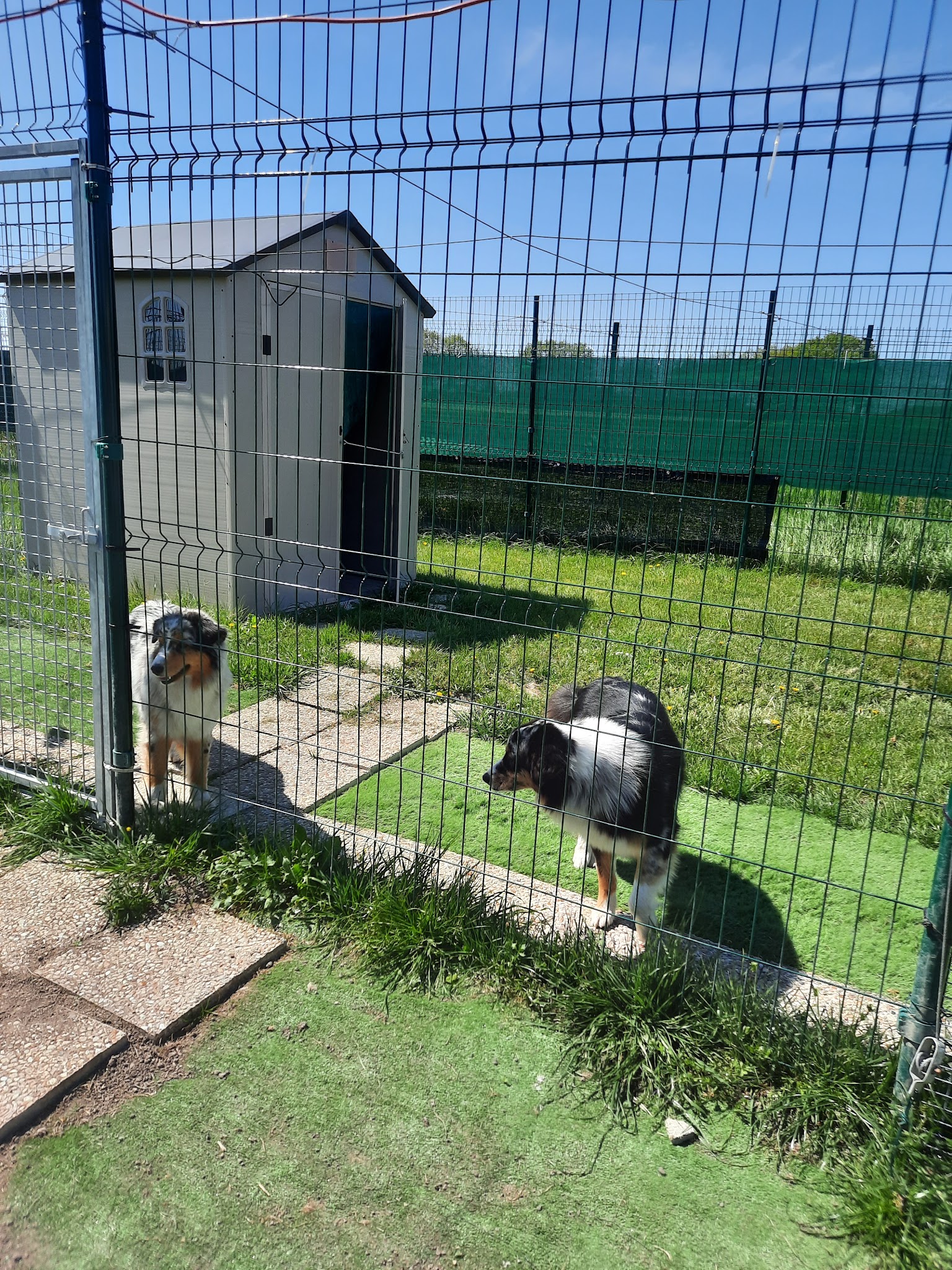 Dogs and Cats Lodges - Pension canine et féline / Comportementaliste animalier — photo