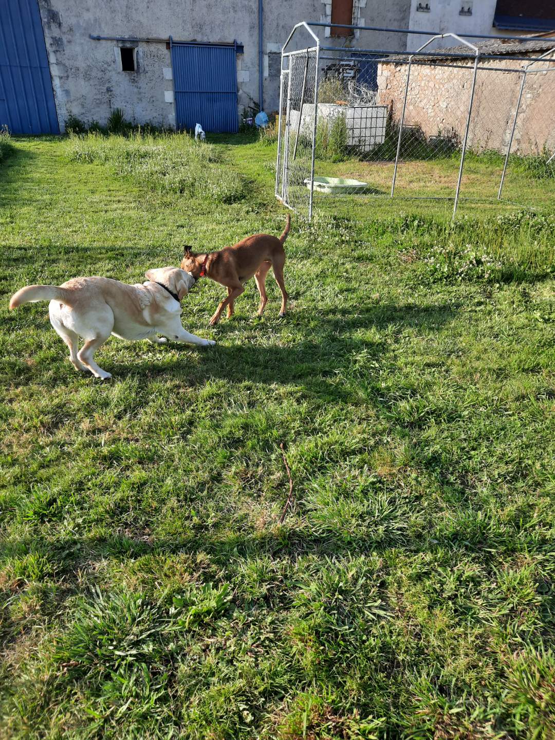 Dogs and Cats Lodges - Pension canine et féline / Comportementaliste animalier — photo