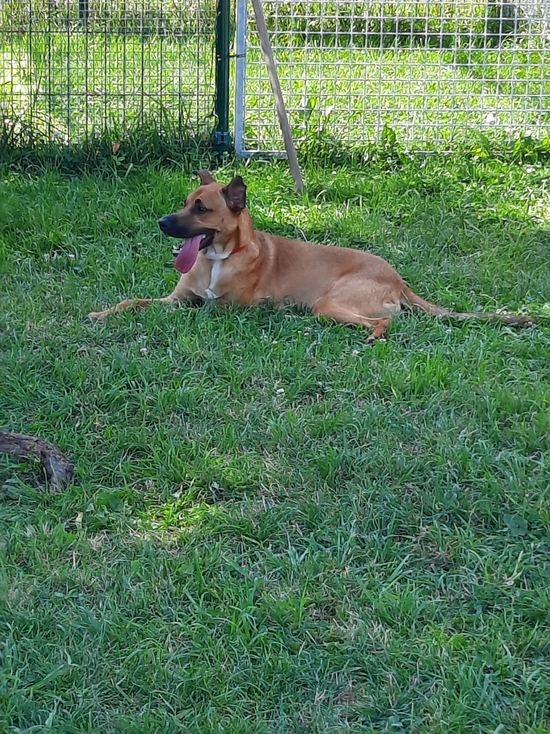 Dogs and Cats Lodges - Pension canine et féline / Comportementaliste animalier — photo