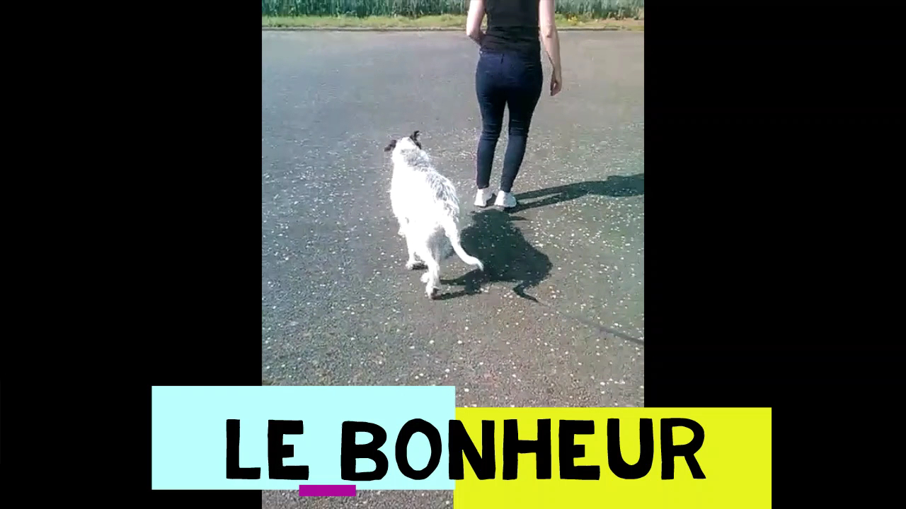 CANI-LOGIC — photo